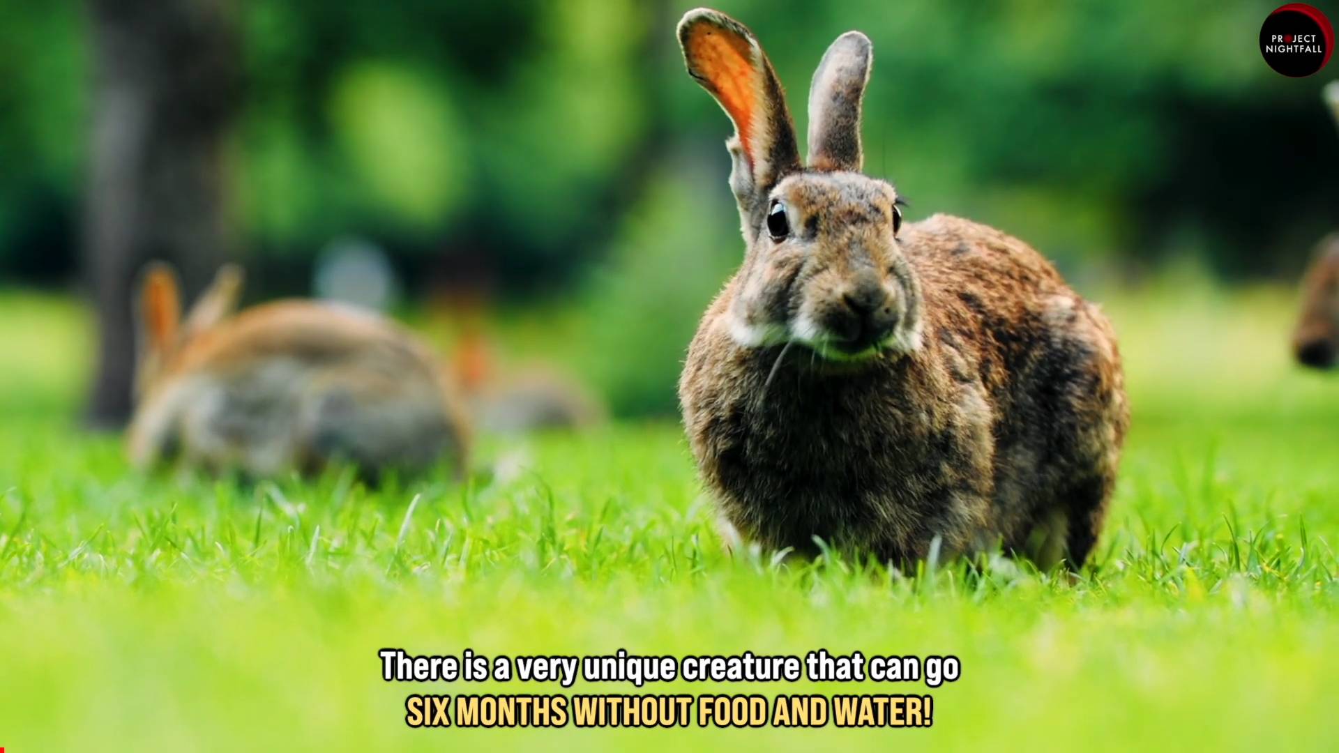 This animal spits out an organ when in love