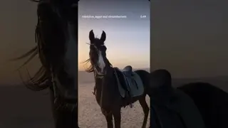 Every horse tells a story. Each one represents a part of our journey, a lesson, a feeling.