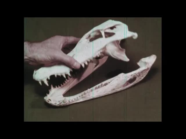 What is A Reptile? (1961)