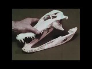 What is A Reptile? (1961)