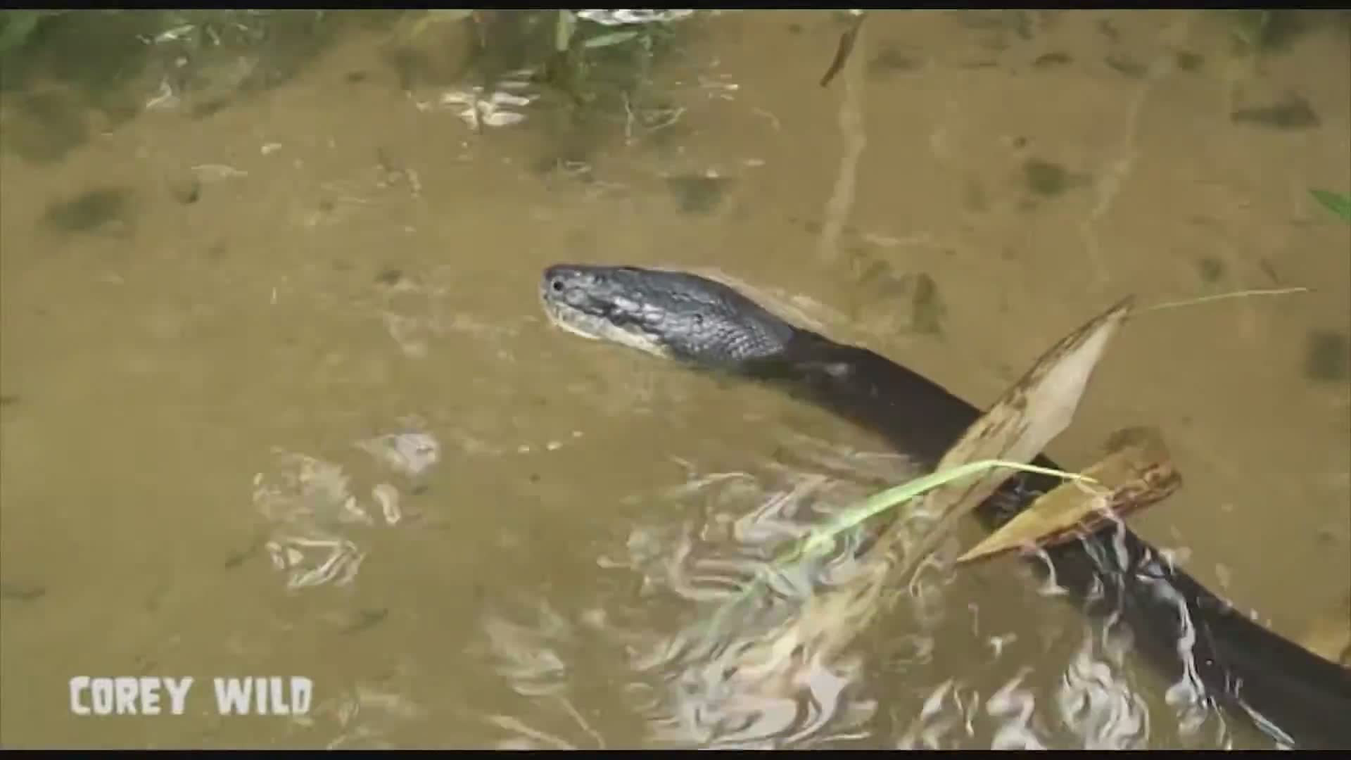 Top 10 snakes