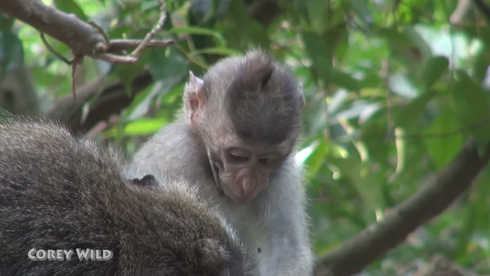 Cute baby animals | Cute baby monkeys and cutest baby animals
