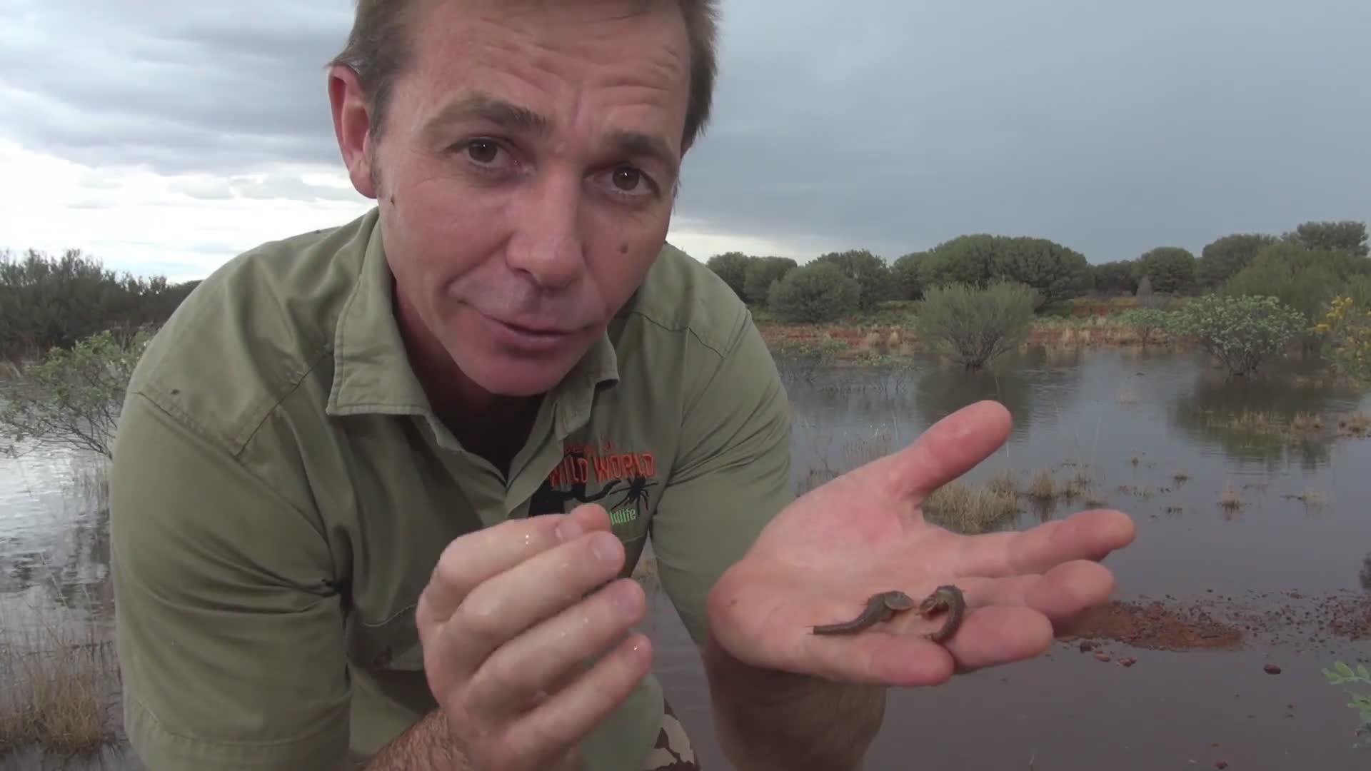 Desert shield shrimp | Desert crustaceans first crustacean contact