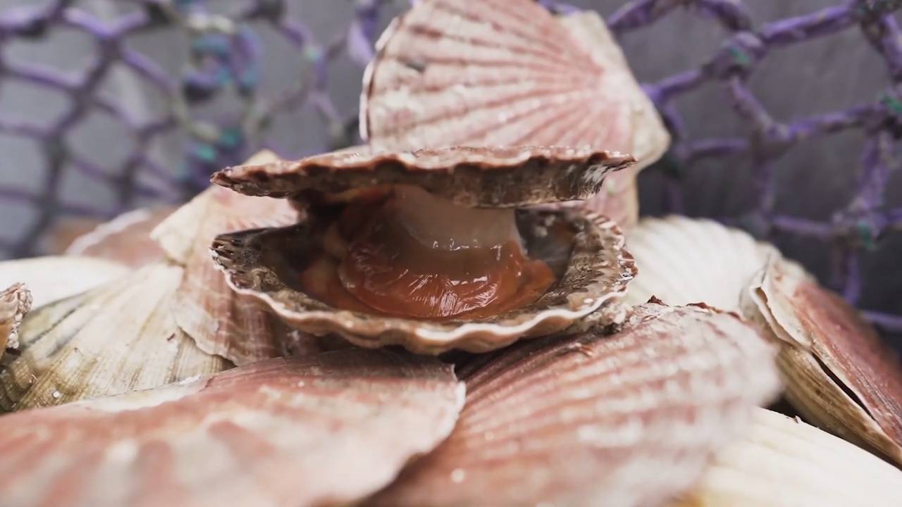 Nordiske signaturingredienser Norge _ Gigantiske hånddykkede kamskjell fra Frøya