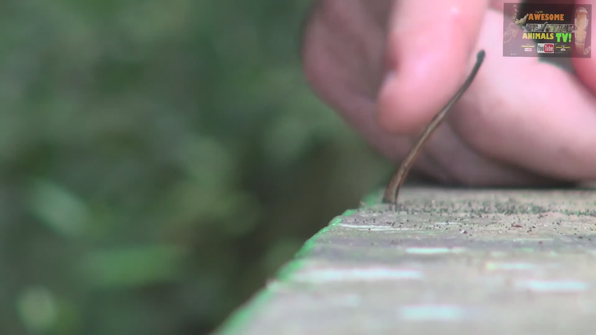 Bloodsucking leeches scene | Tiger leeches and aquatic leeches bite removal