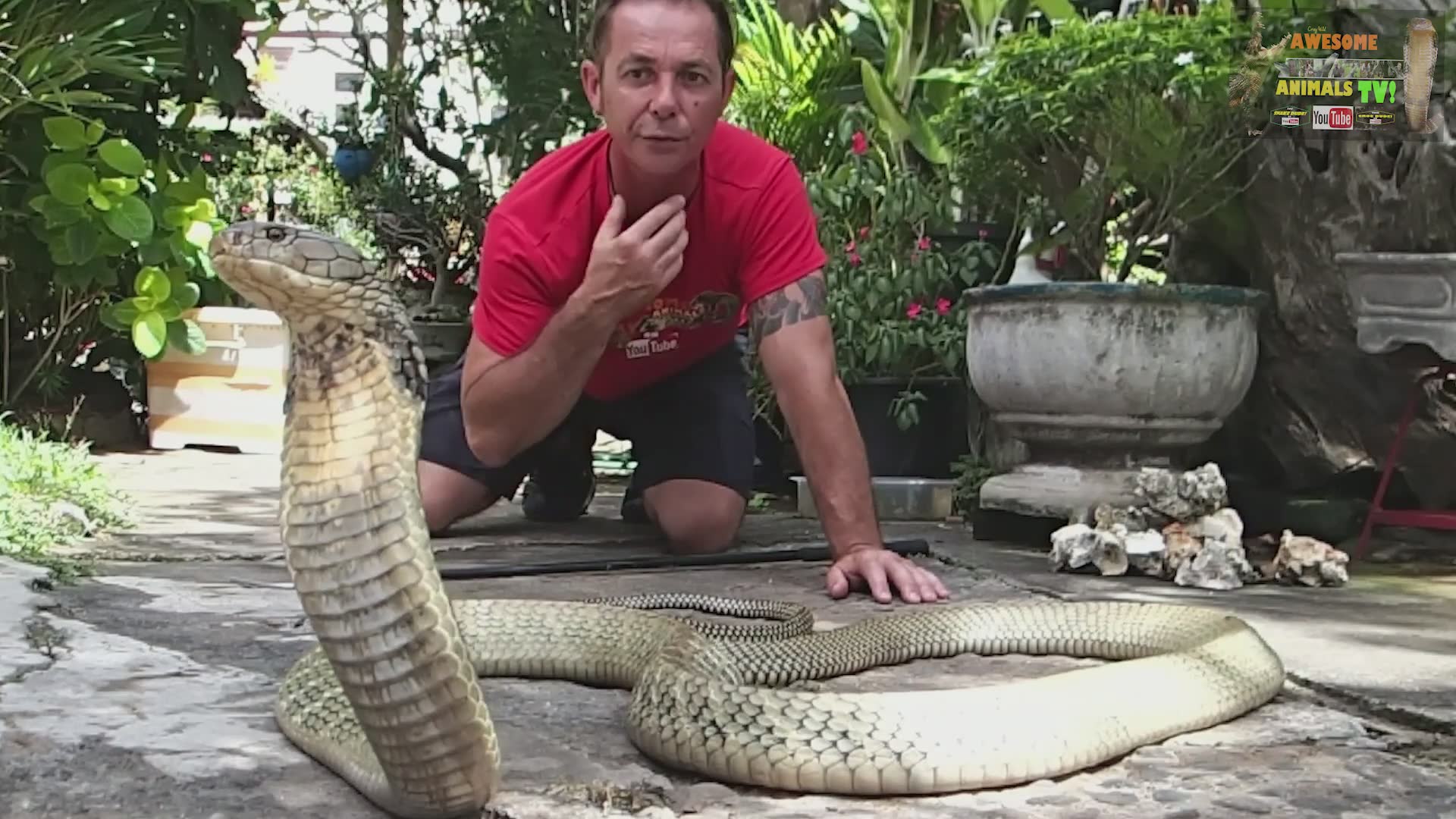 King cobra venom extraction | Snake man awesome animals with big snake