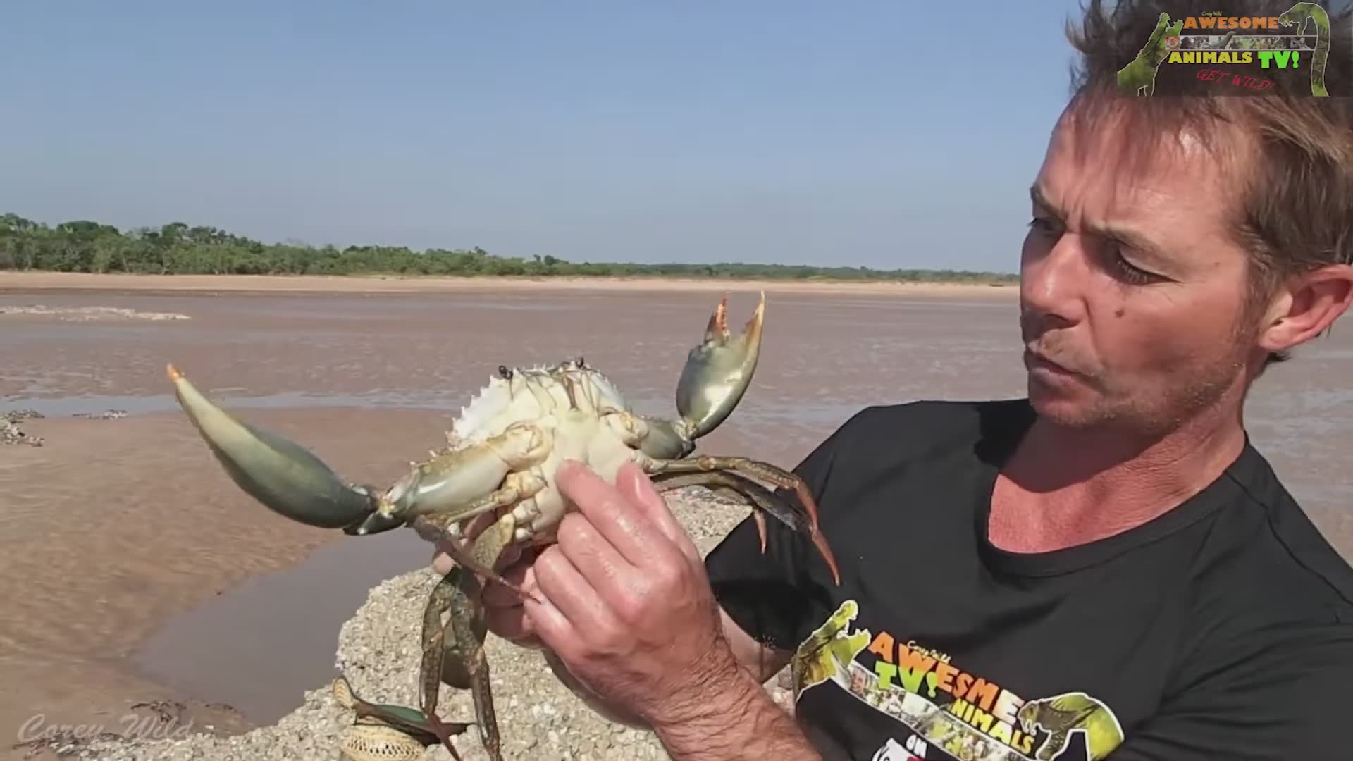Mud crab man | Giant mud crabs species and sizes survival guide with oysters and box jellyfish