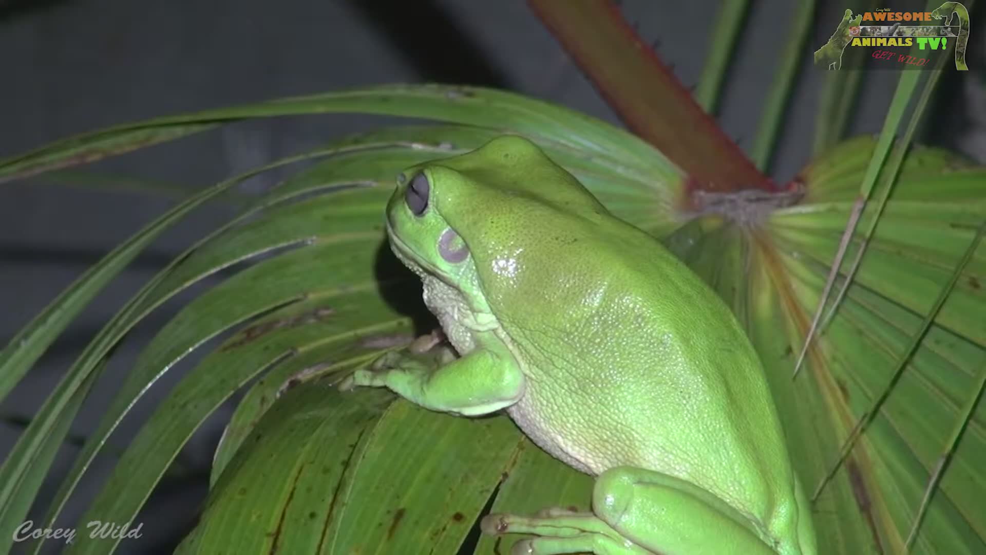 Biggest frog vs giant cricket | Ranoidea deadly king brown mulga snake and cane toad poison