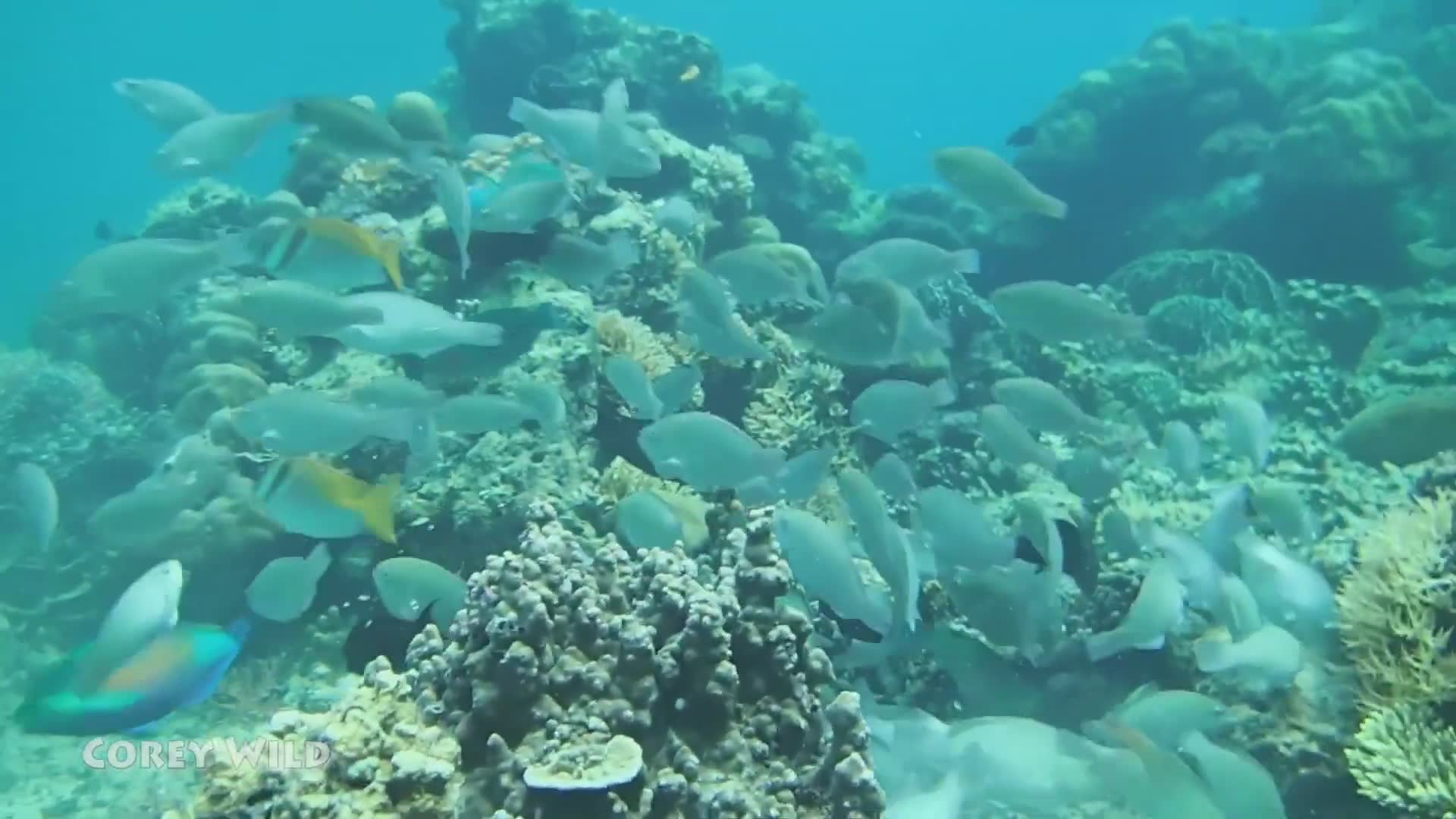 Save the coral reef