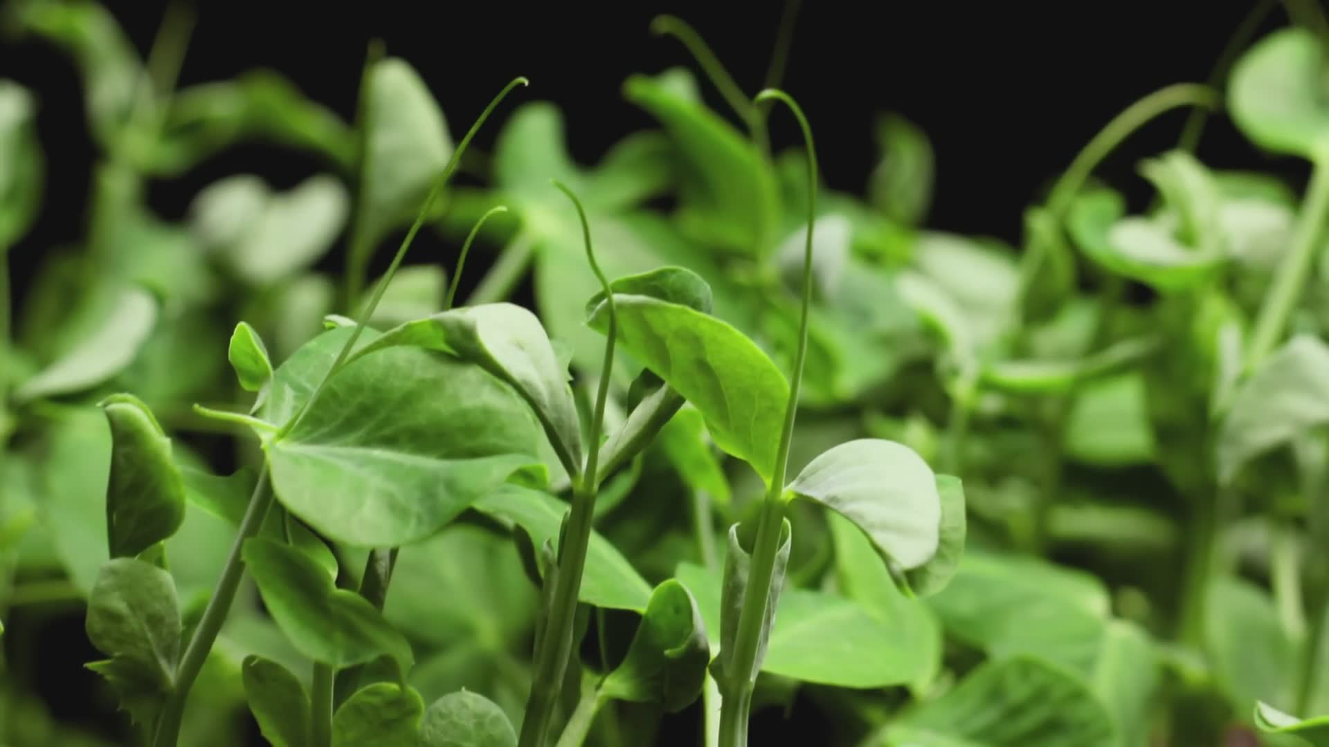 Plant compound health effects
