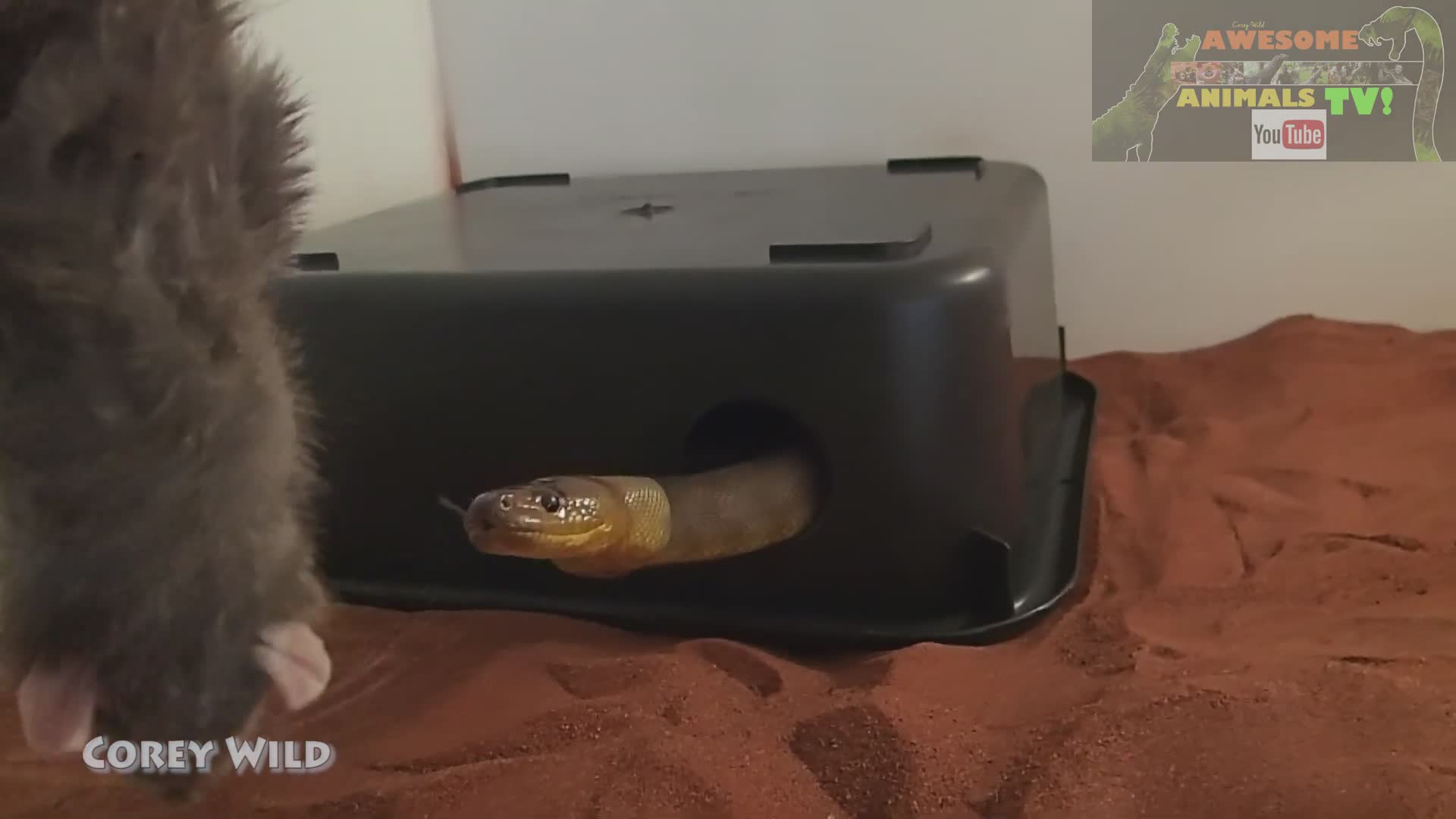 Feeding hungry snakes | Snake vs rat with king brown snake and mulga