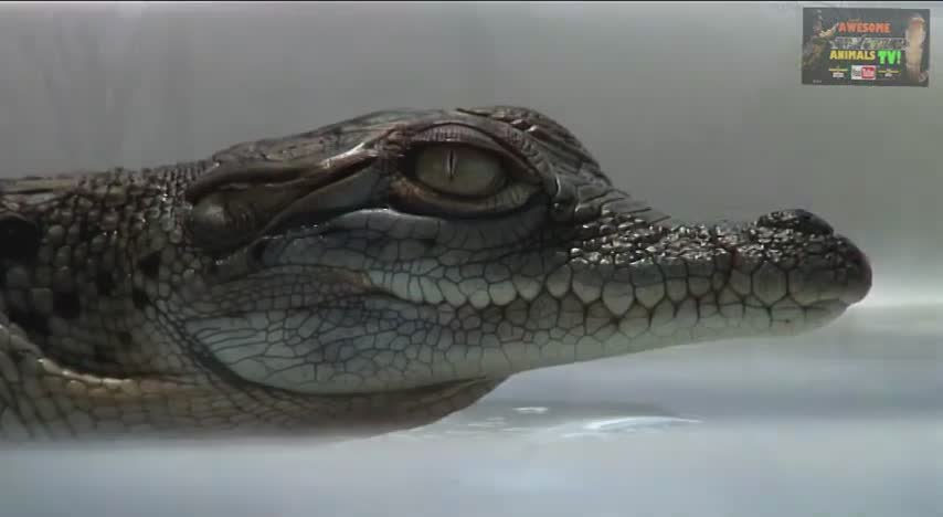 King cobra and crocodile eggs hatching | Venomous snakes