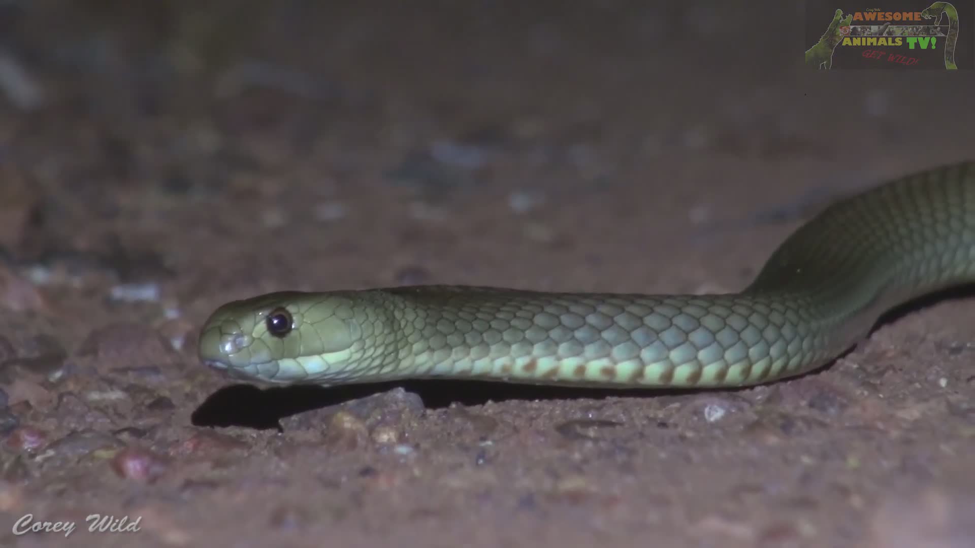 The deadly venomous brown snake | Brown snake and venomous snake bite first aid 