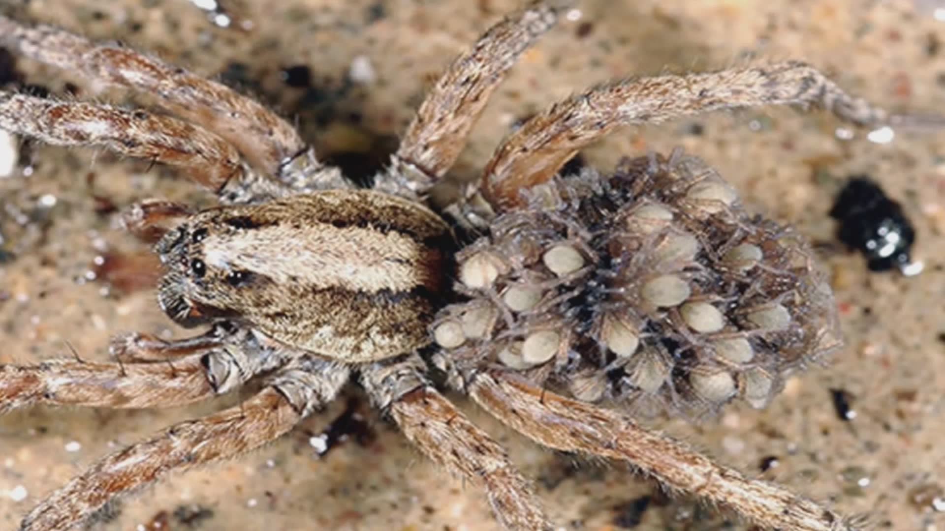 25 animals that use camouflage to potentially fool you