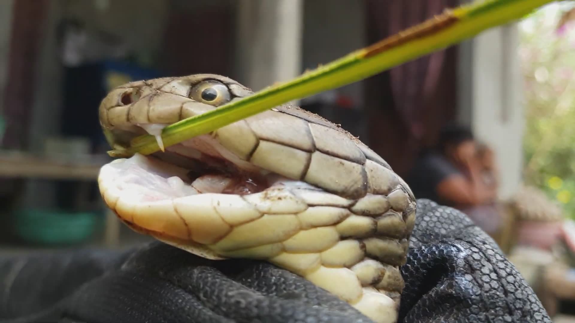 King cobra encounters you need to see