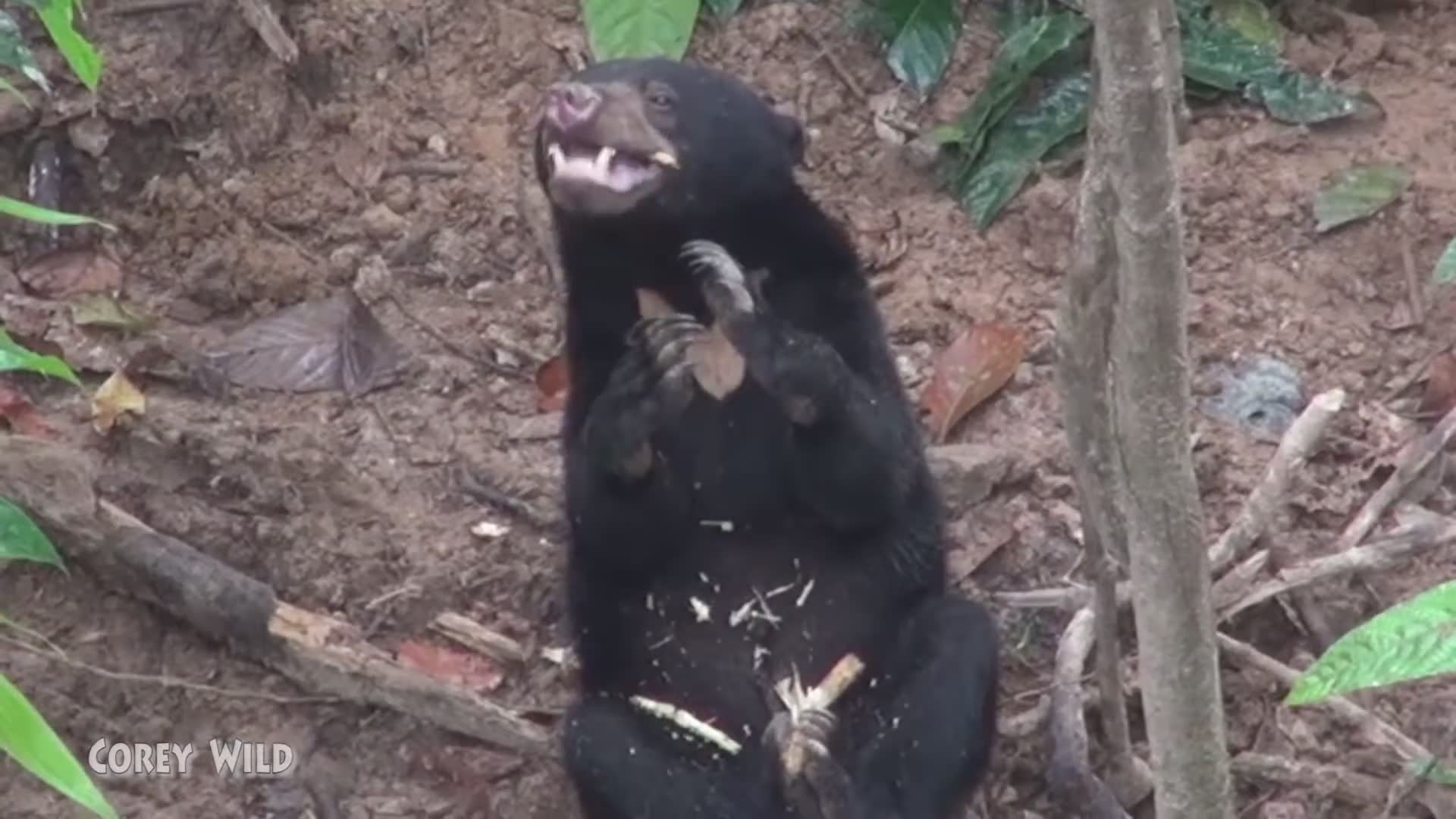 Smallest bears in the world | meet the sun bears with cute animals and cutest bear