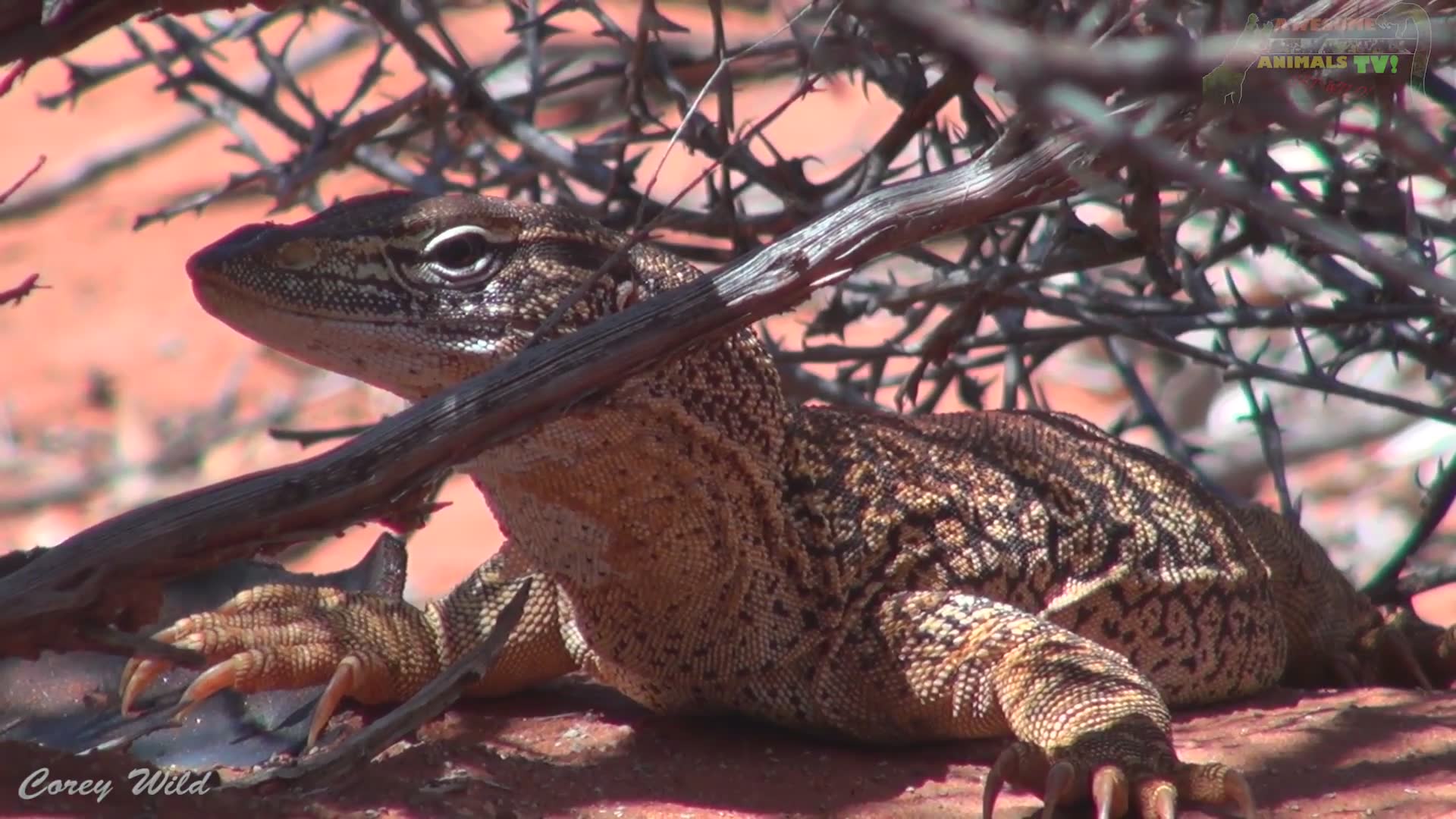 Monitor lizard vs goanna | what's the difference? Sand goanna with dragon dude top reptiles Australia