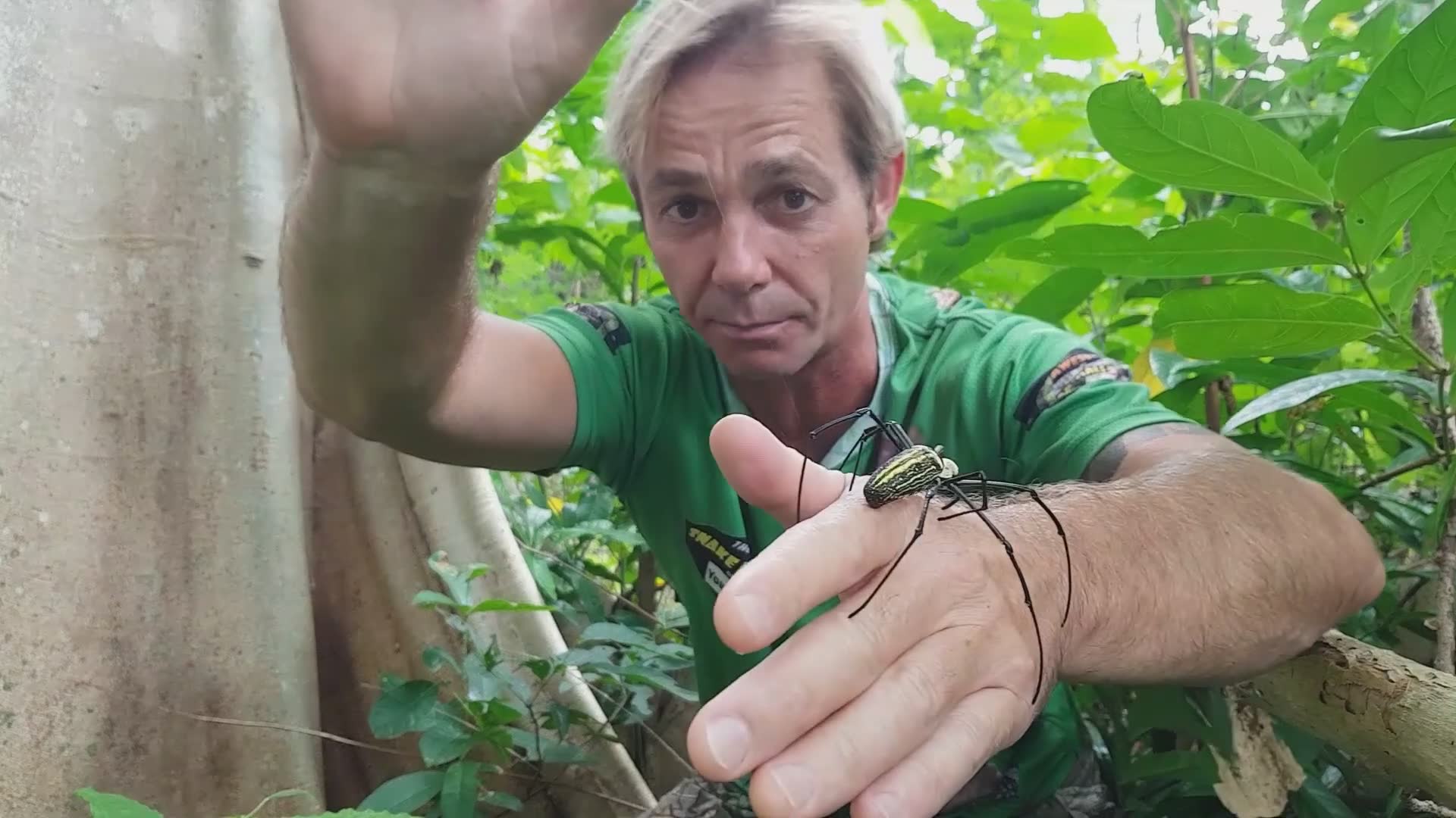 Golden orb weaver spider