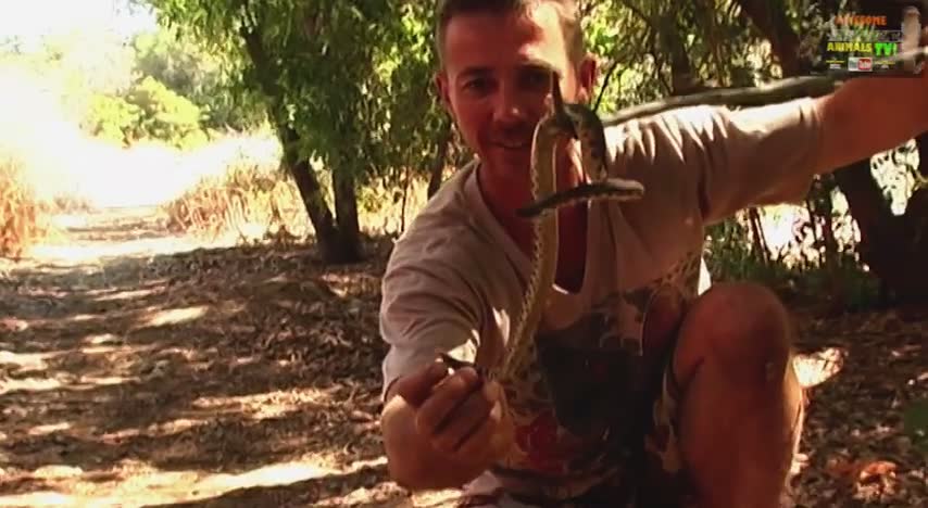 Rattlesnakes in Hollywood Hills | Runyon Canyon and Beverly Hills with snake dude