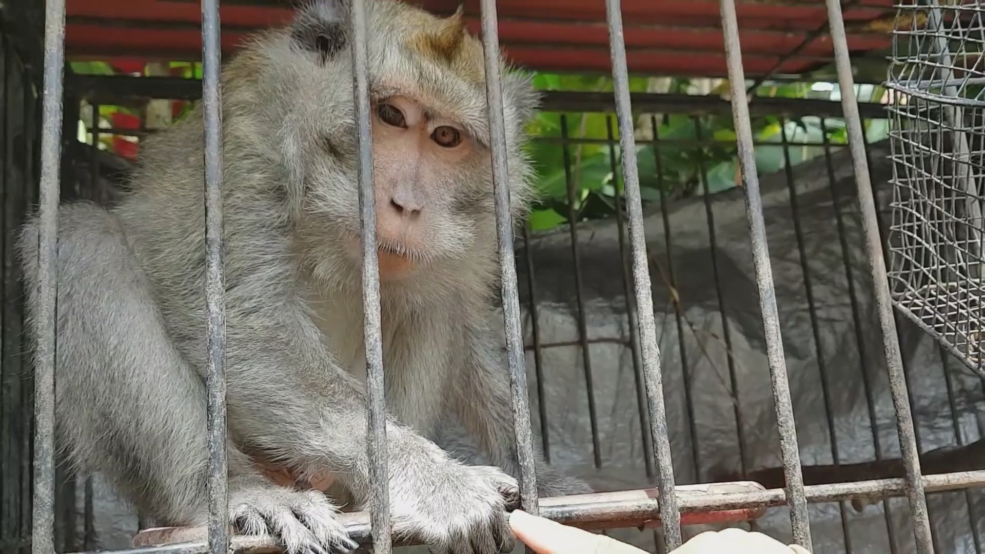 Truth about where pet monkeys come from