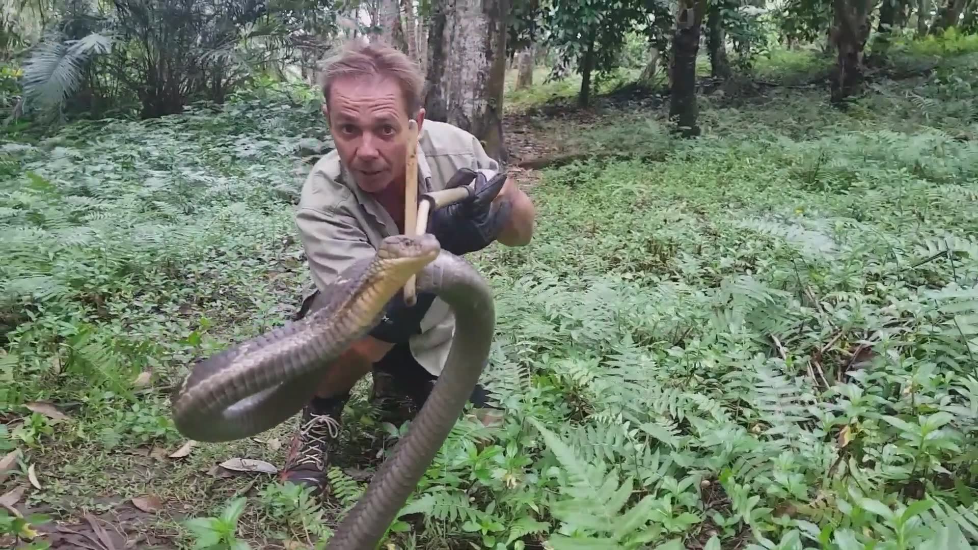 King cobra | world's biggest snakes