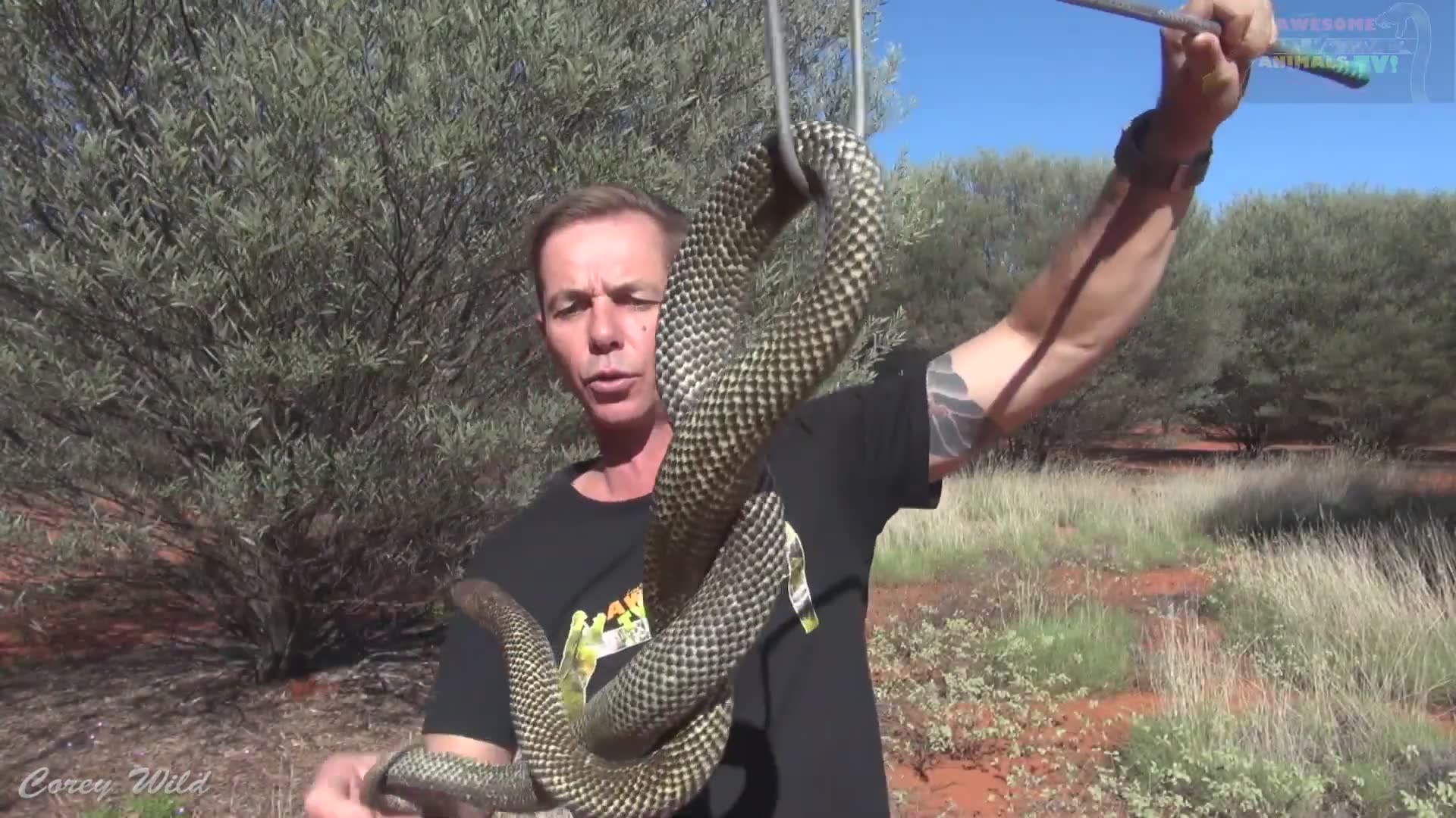 The snake dude vs snakes