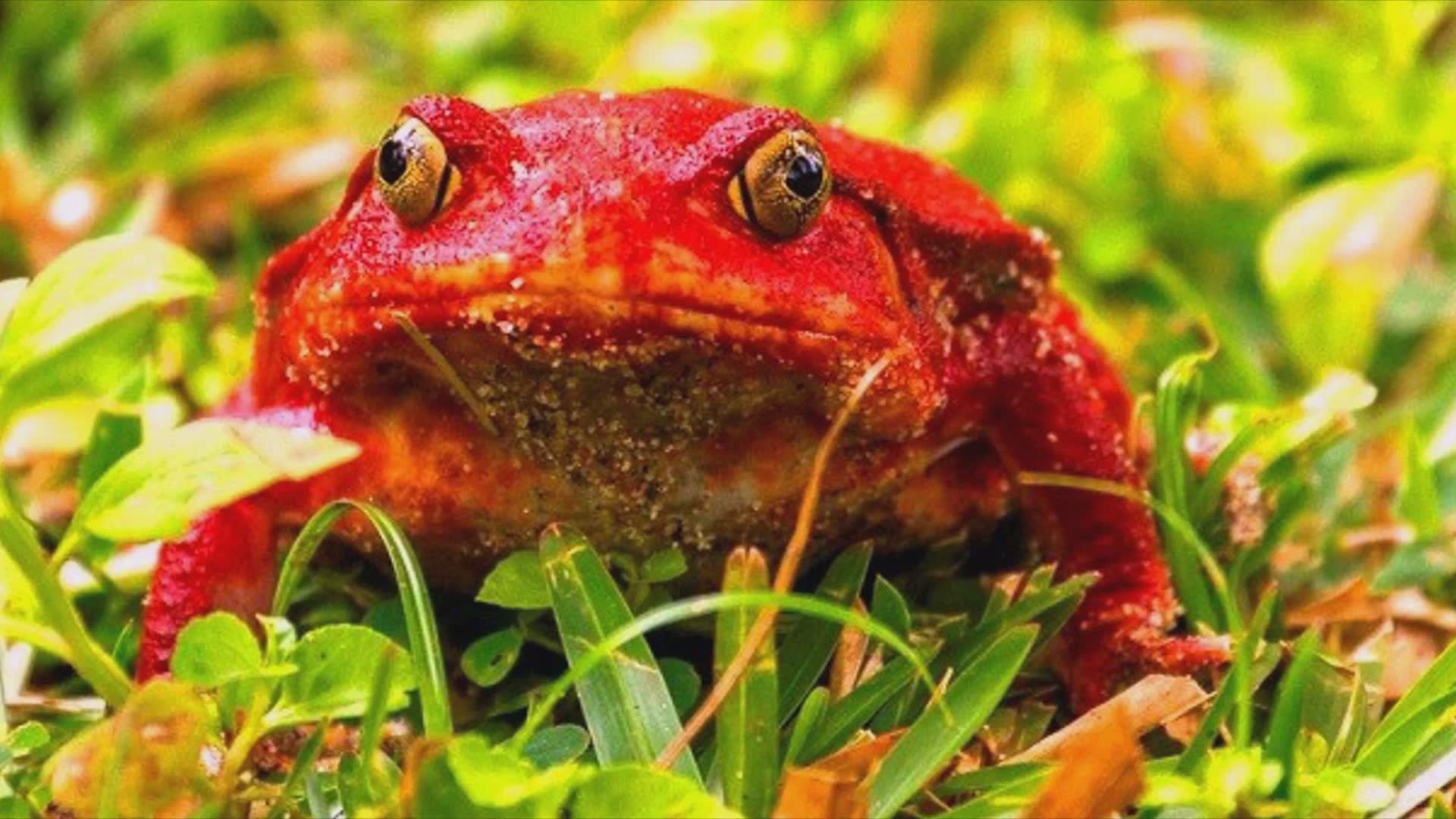 25 incredible red animals you need to see to believe