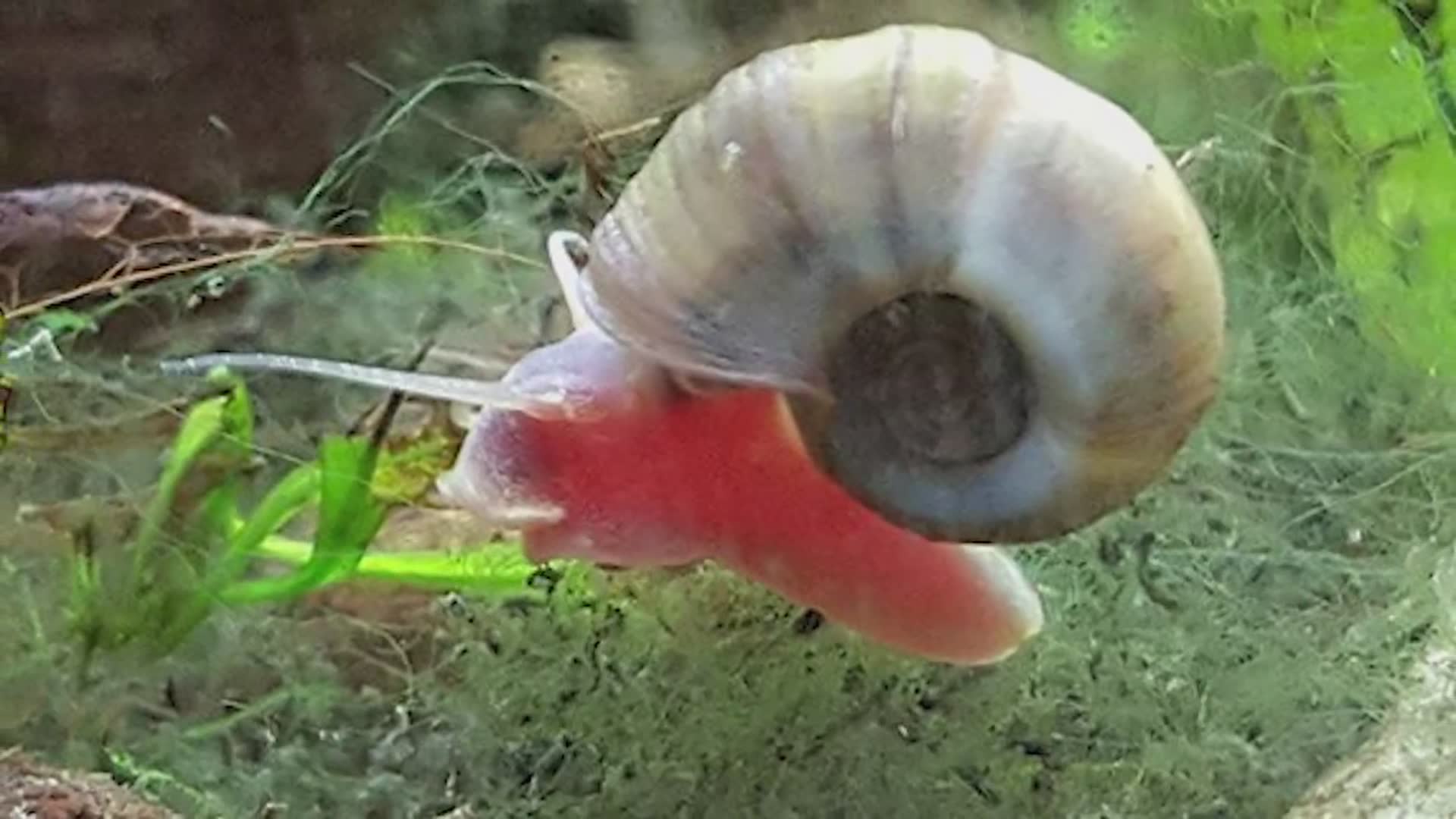 25 animals that could way too easily kill you