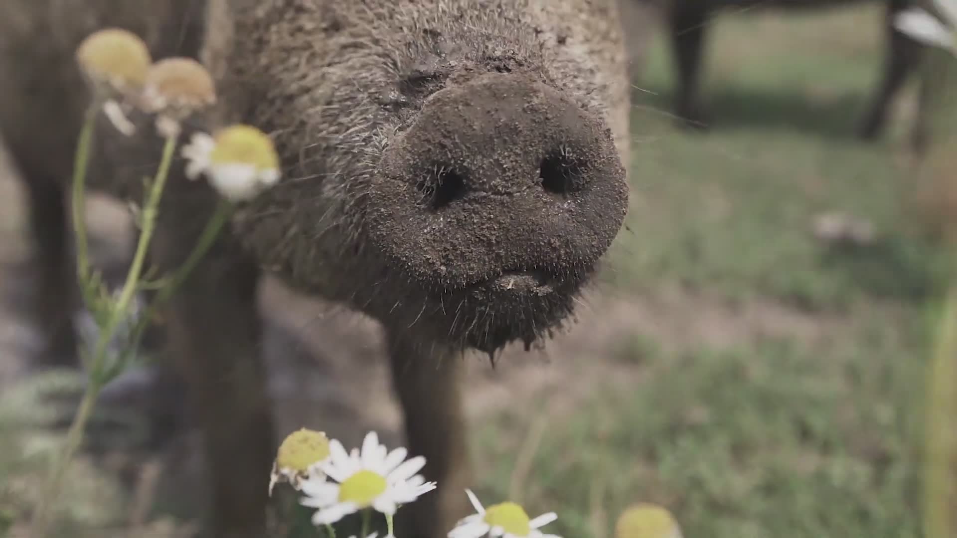 Nordisk signaturingrediens Danmark | Glade griser på Birthesminde Farm | vår guide