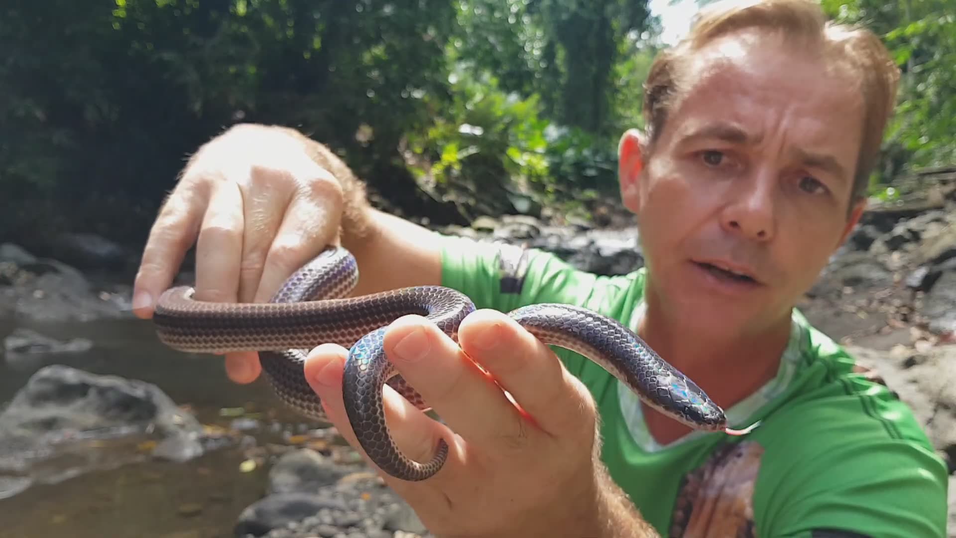 Finding rainbow sunbeam snakes in Bali
