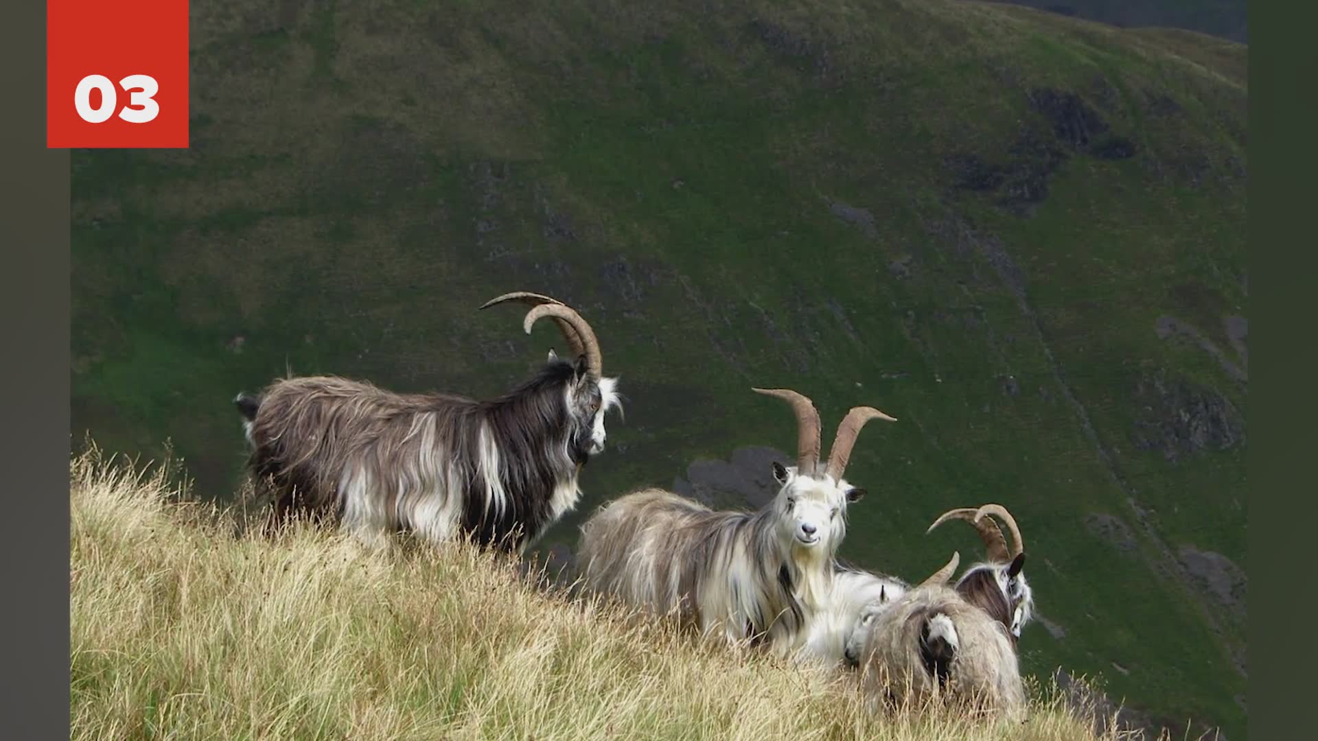 25 amazing and unique things about Scotland