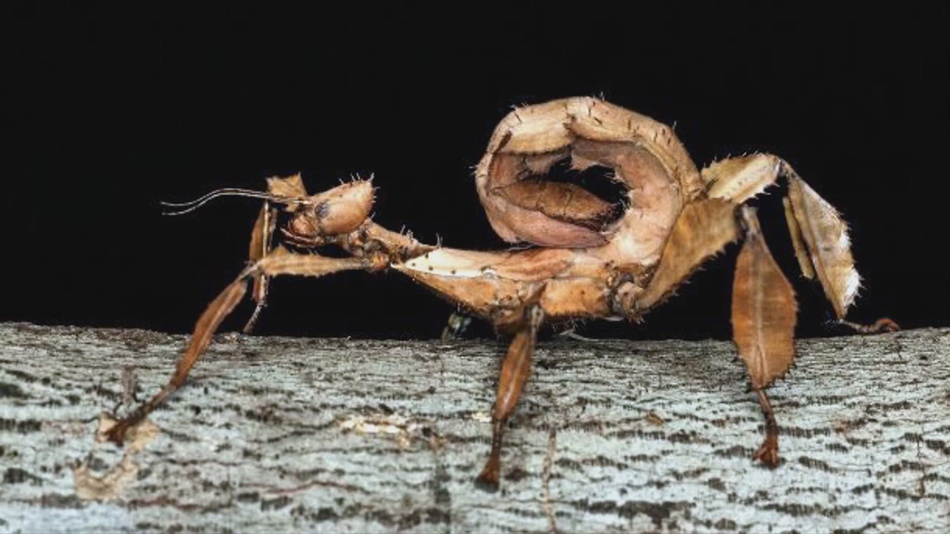 25 biggest bugs that will freak you out