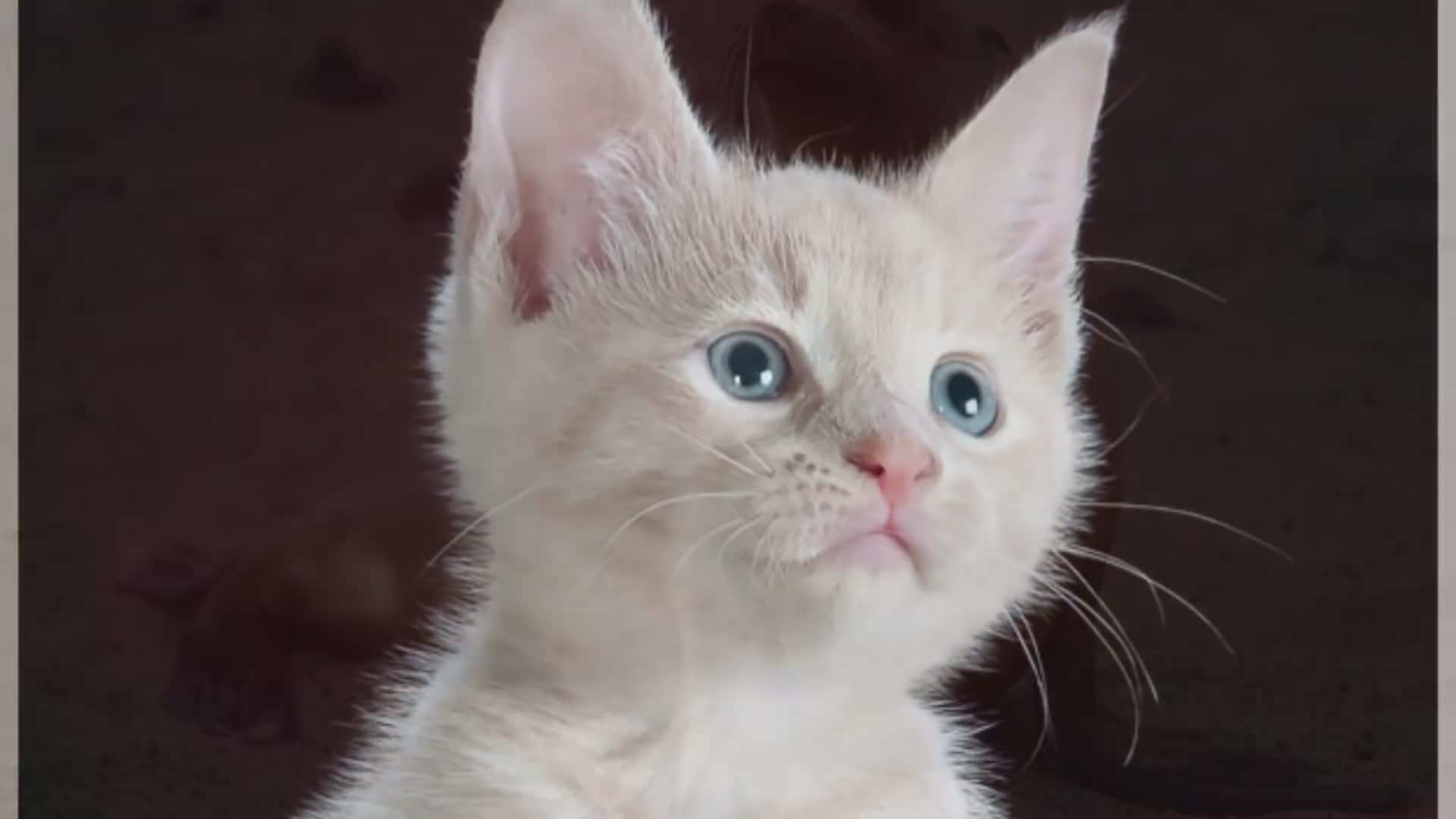 25 amazing animal facts you might not know