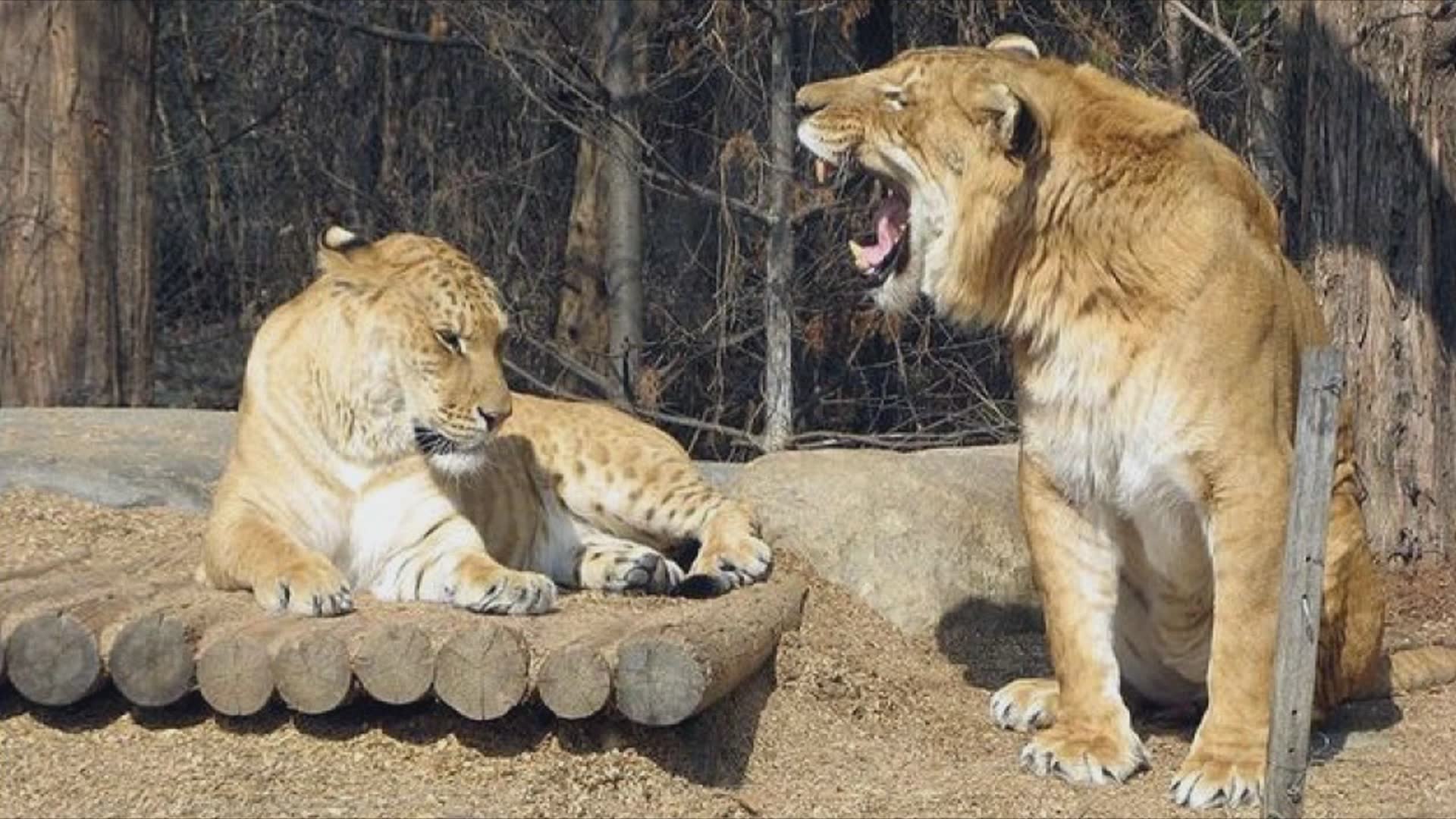 25 animals that are larger than you realize