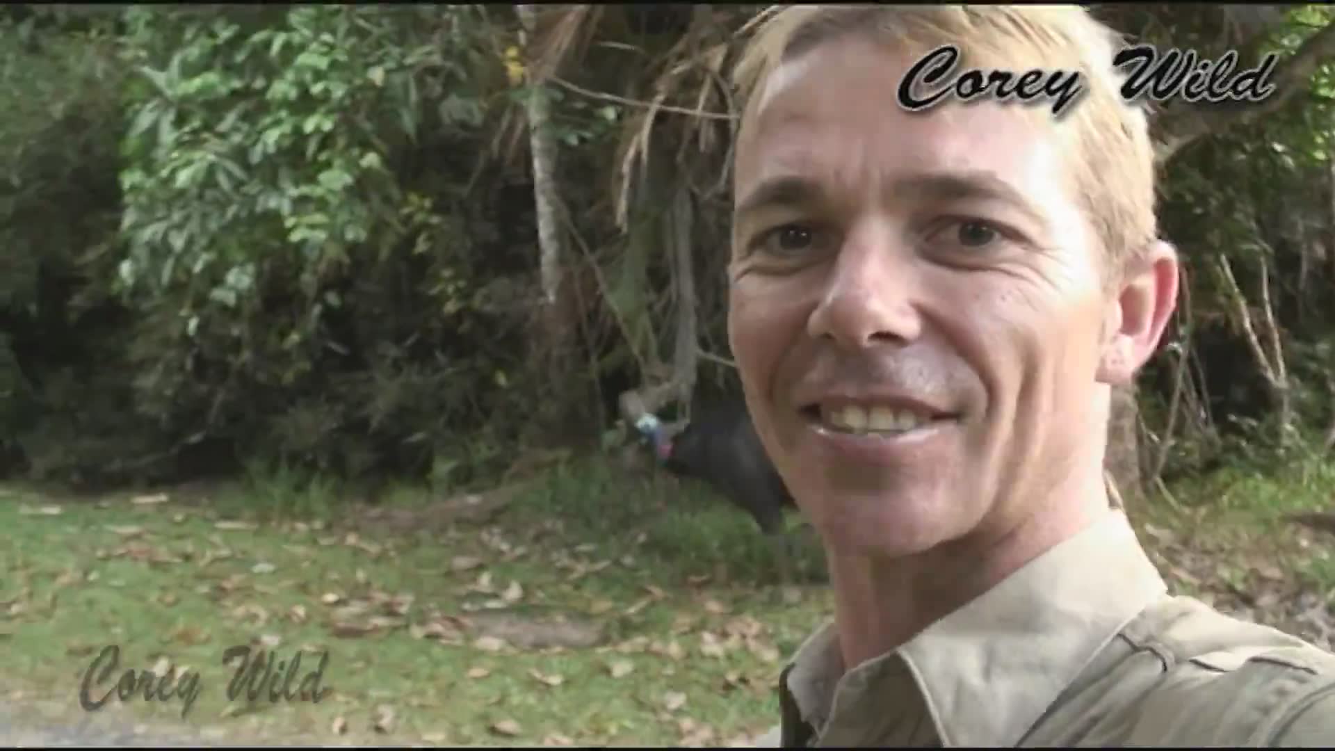 Dangerous encounter with a wild cassowary