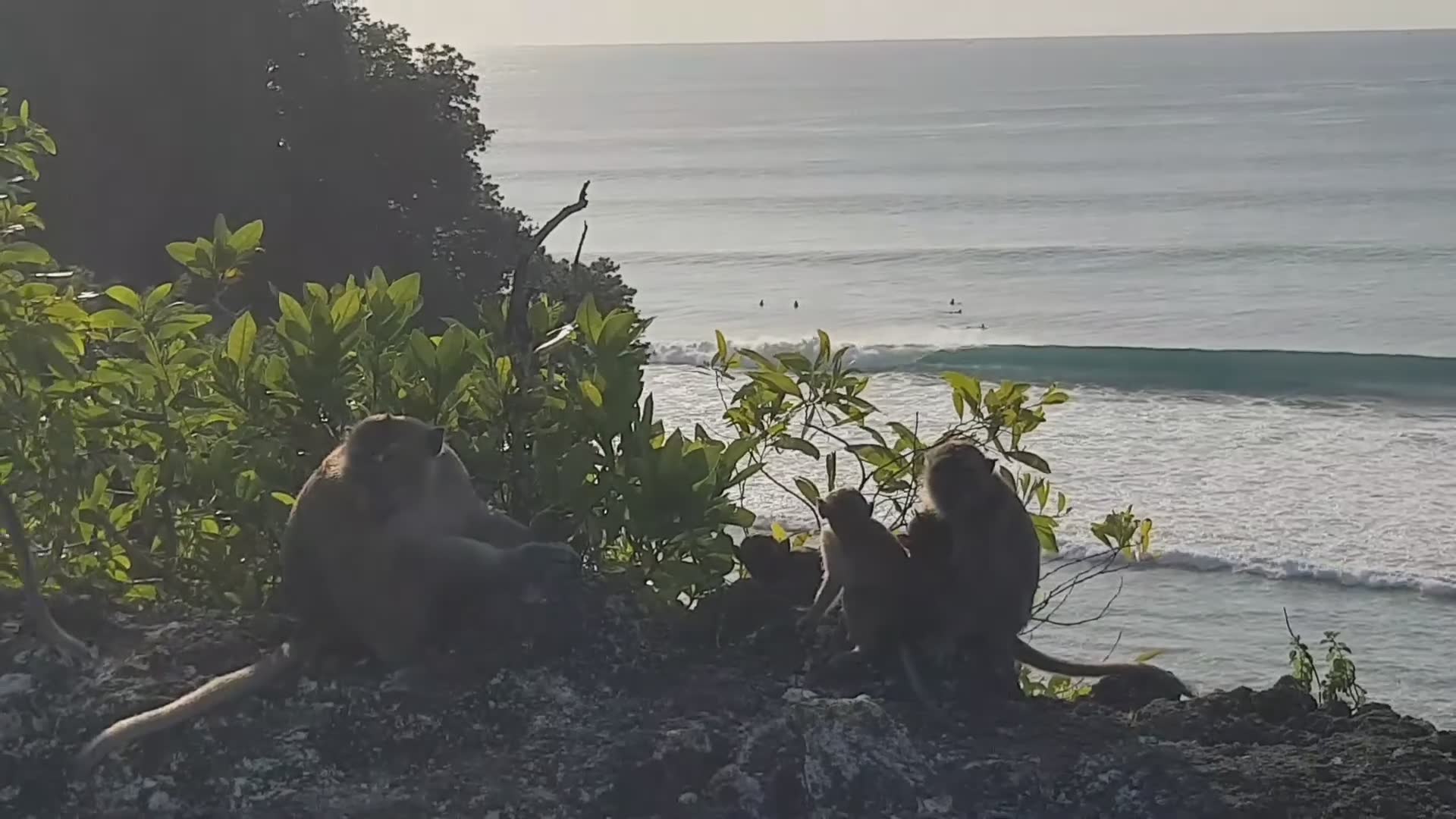 Monkeys that love to surf the waves