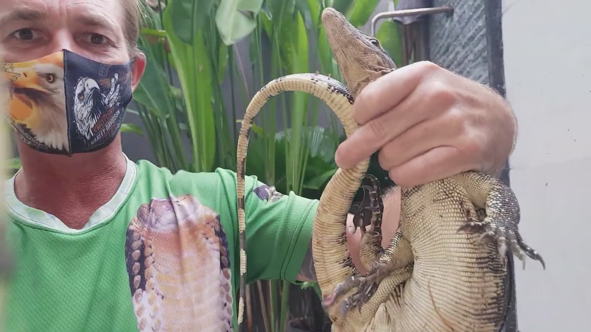 Monitor lizard refuses to leave backyard pool