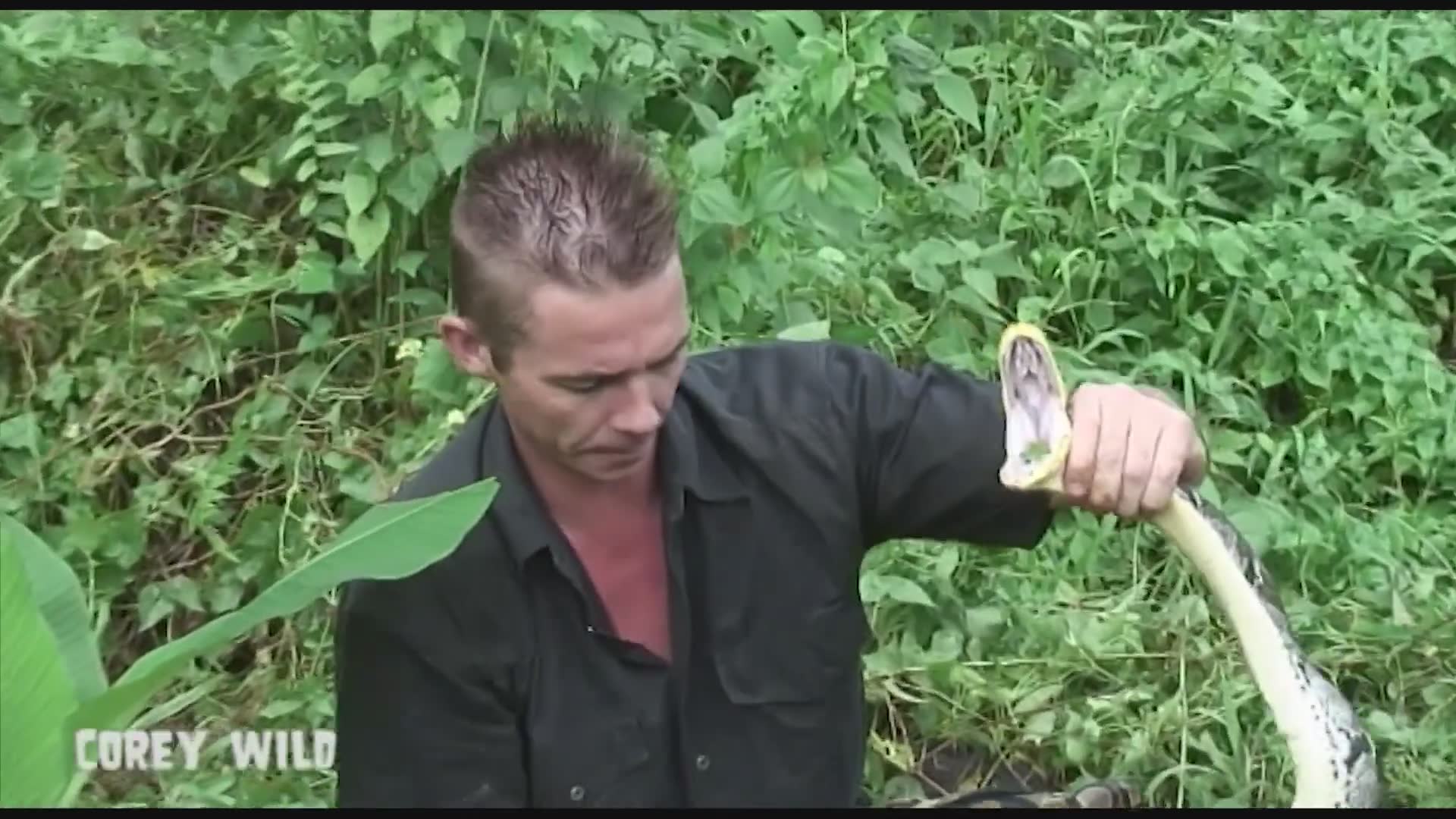 Rescuing massive python that ate village chickens