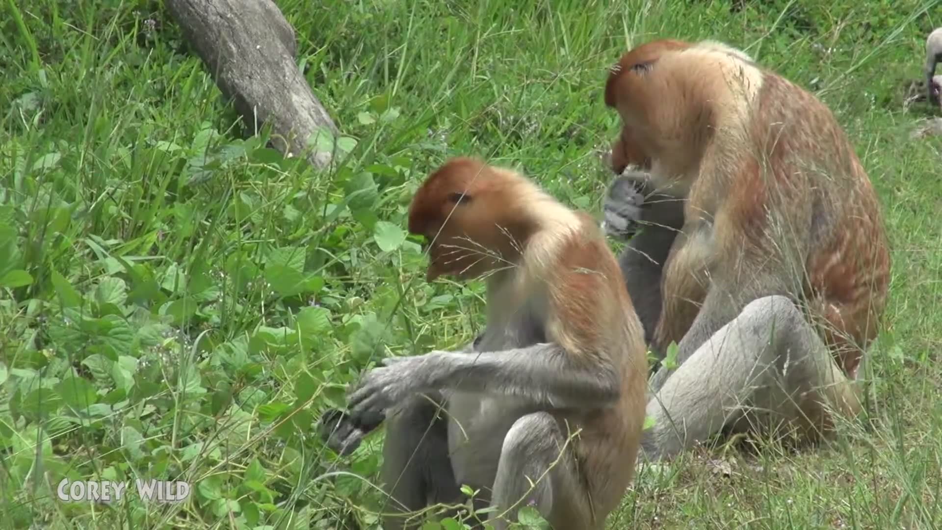 Encountering the unique proboscis monkey