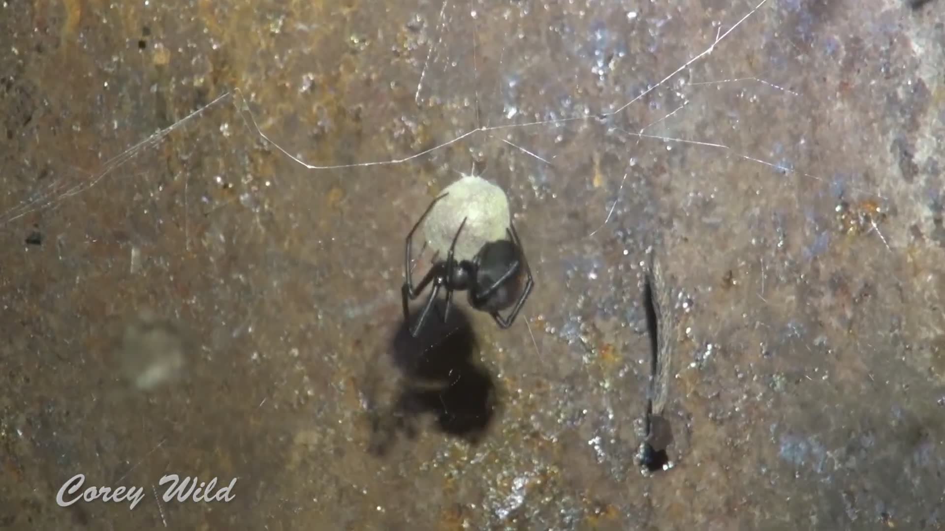 Treating redback and black widow spider bites