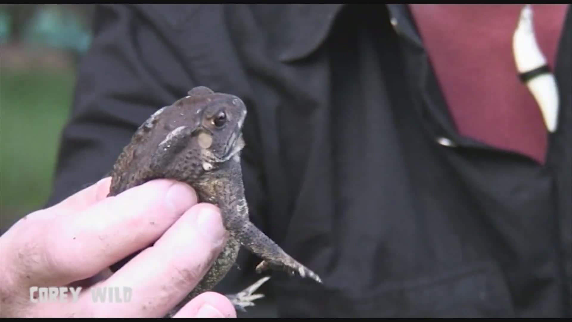 Rescuing cobra from cane toad encounter