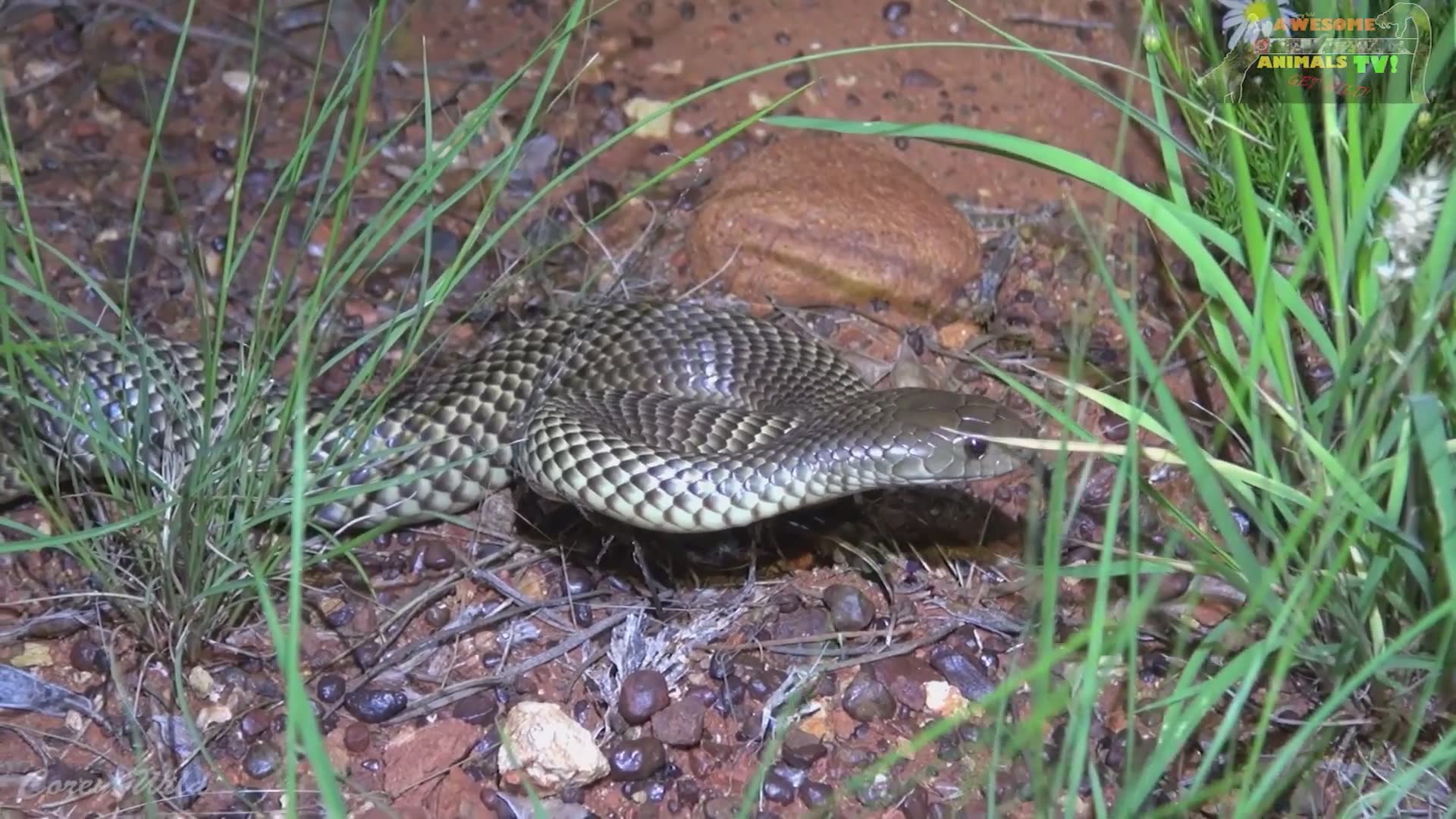 Ranking Australia's deadliest snake species