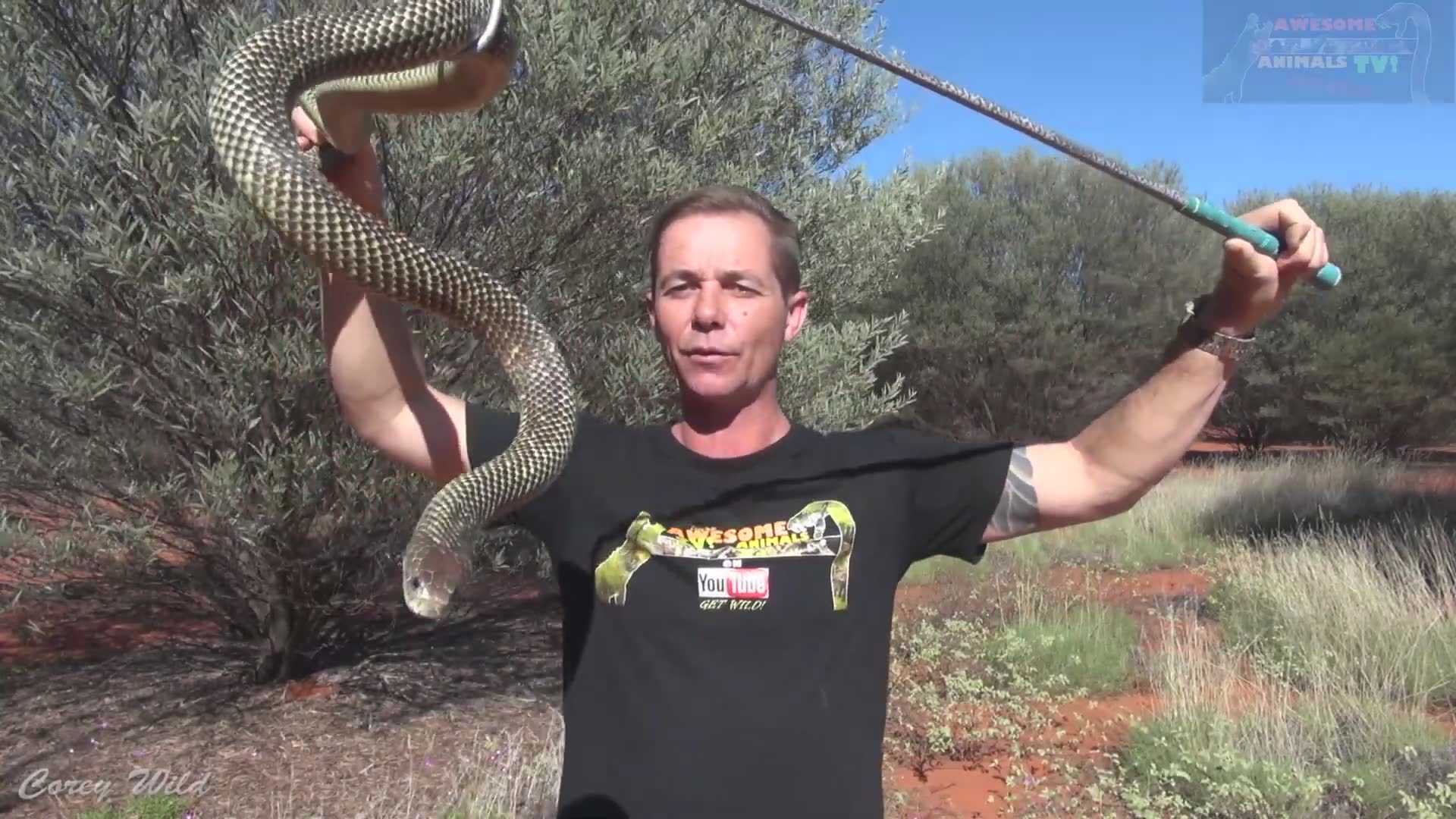 Snake expert handles king brown snakes