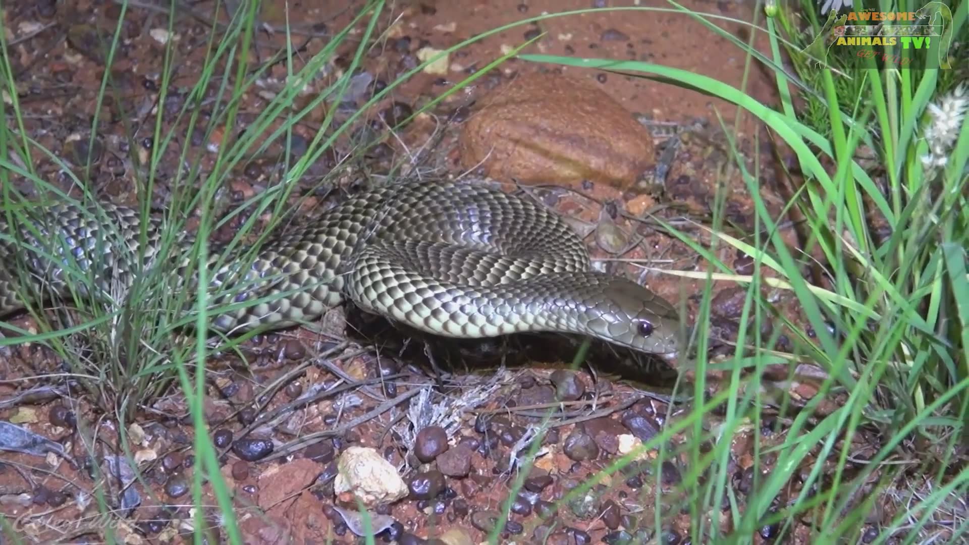 Deadly brown snakes that have killed people