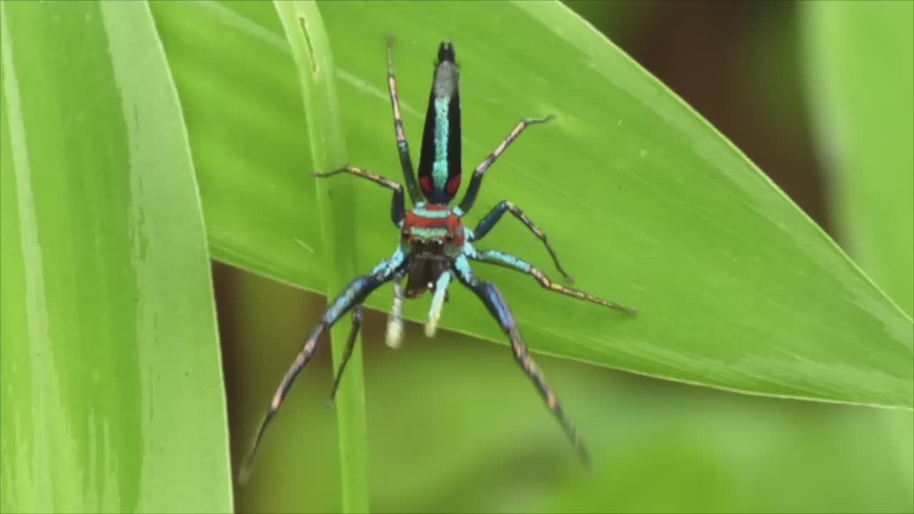 25 adorable spiders that are not as scary as you think