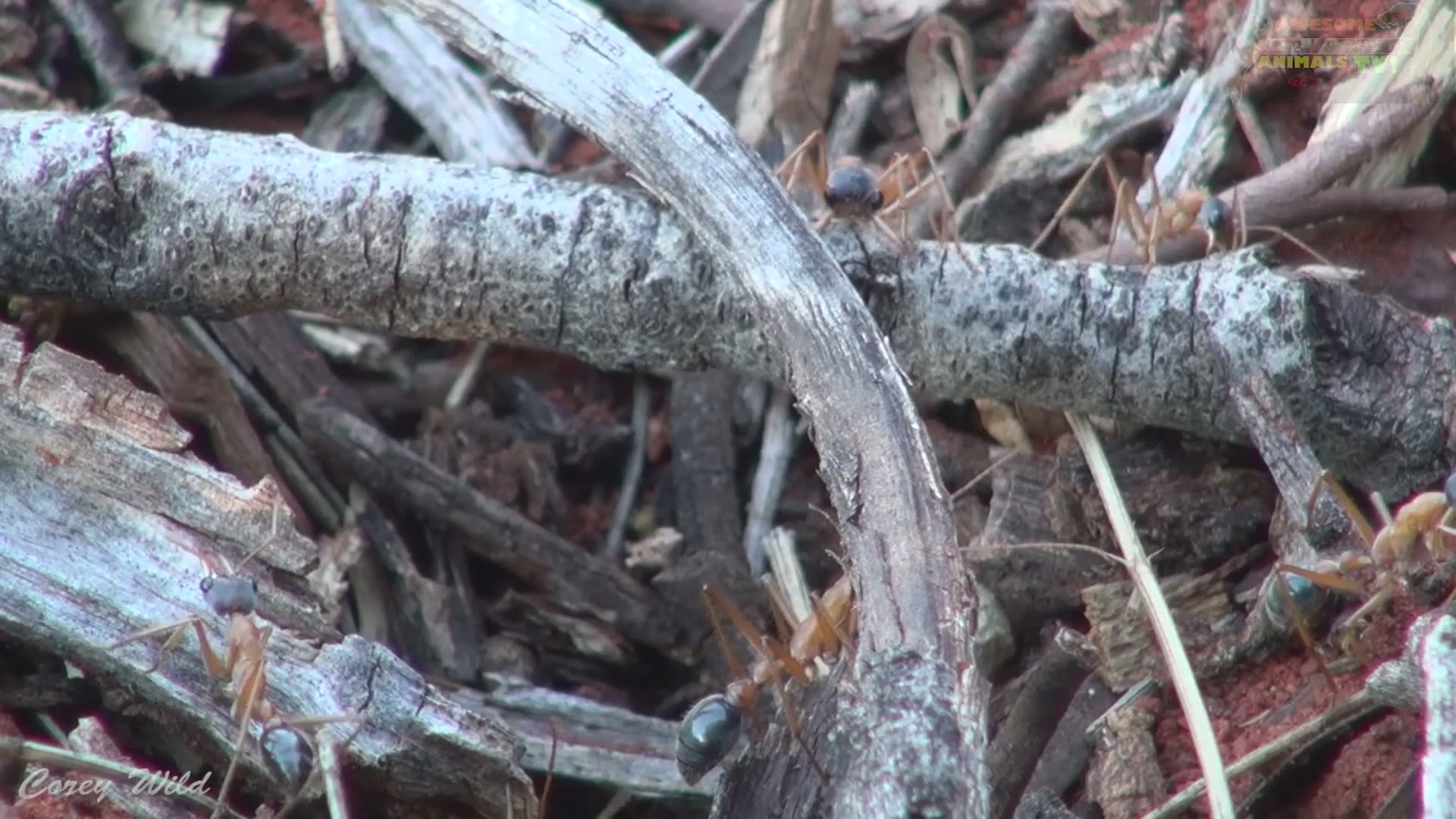 Critical first aid tips for surviving bullet ant and bulldog ant stings in Australia