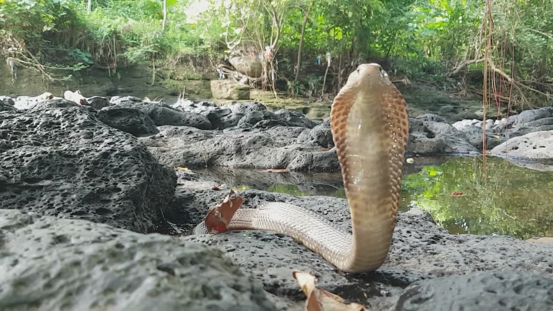Getting up close with the deadly Javan spitting cobra during an emergency rescue