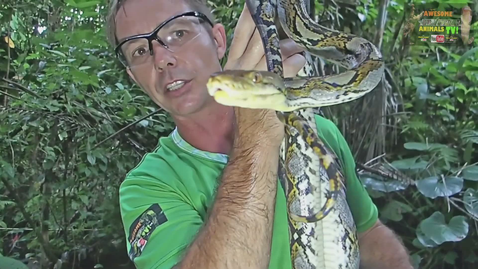 Hands-on encounter with the massive reticulated python and observing hydration habits