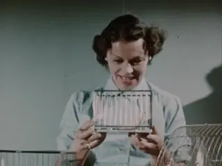 Canaries Are Fun (1950s)