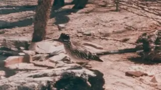 The World Of Plant And Animal Communities (1981)